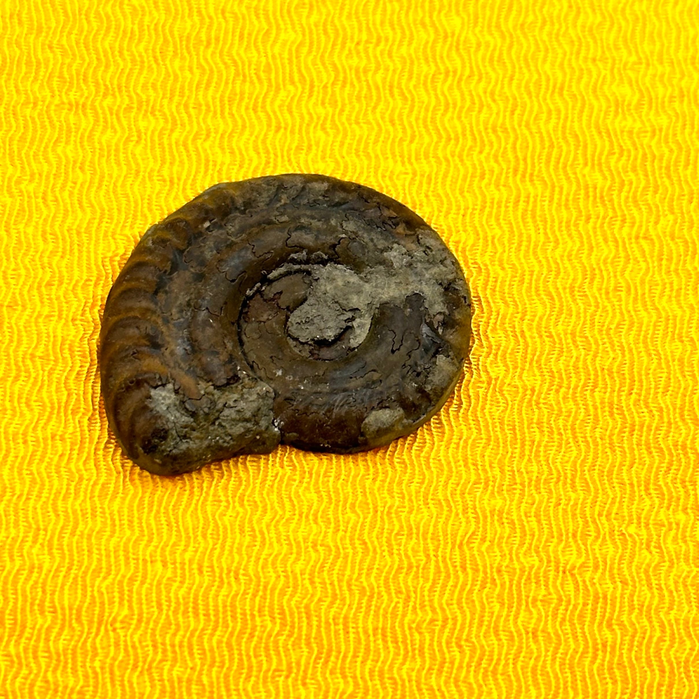 化石】アンモナイト｜アクリル板と粘土付き | 縁起屋 春日