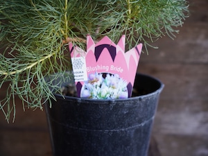 【現物】セルリア ”ブラッシングブライト”