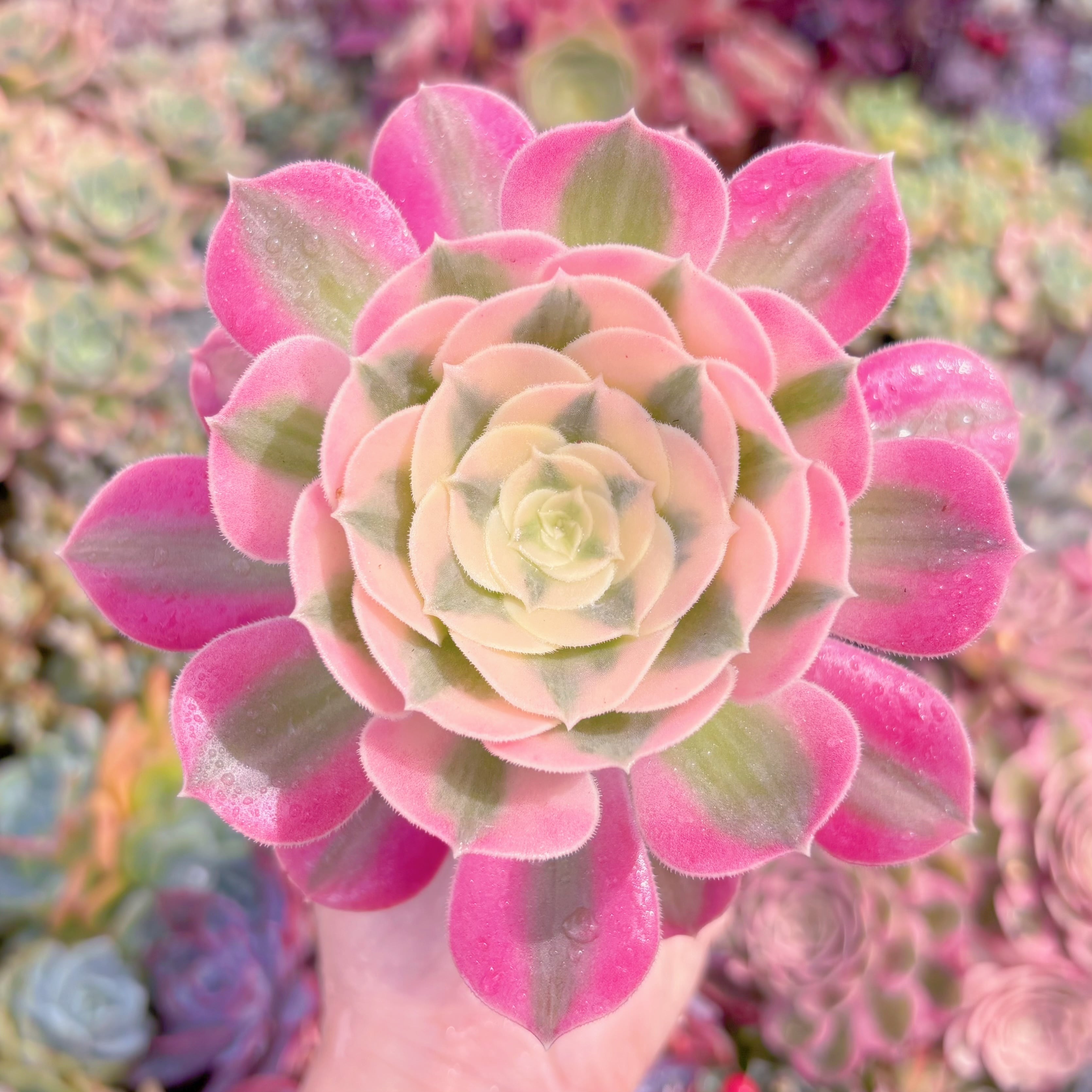 現品　アフラダイティ#757　るる農園