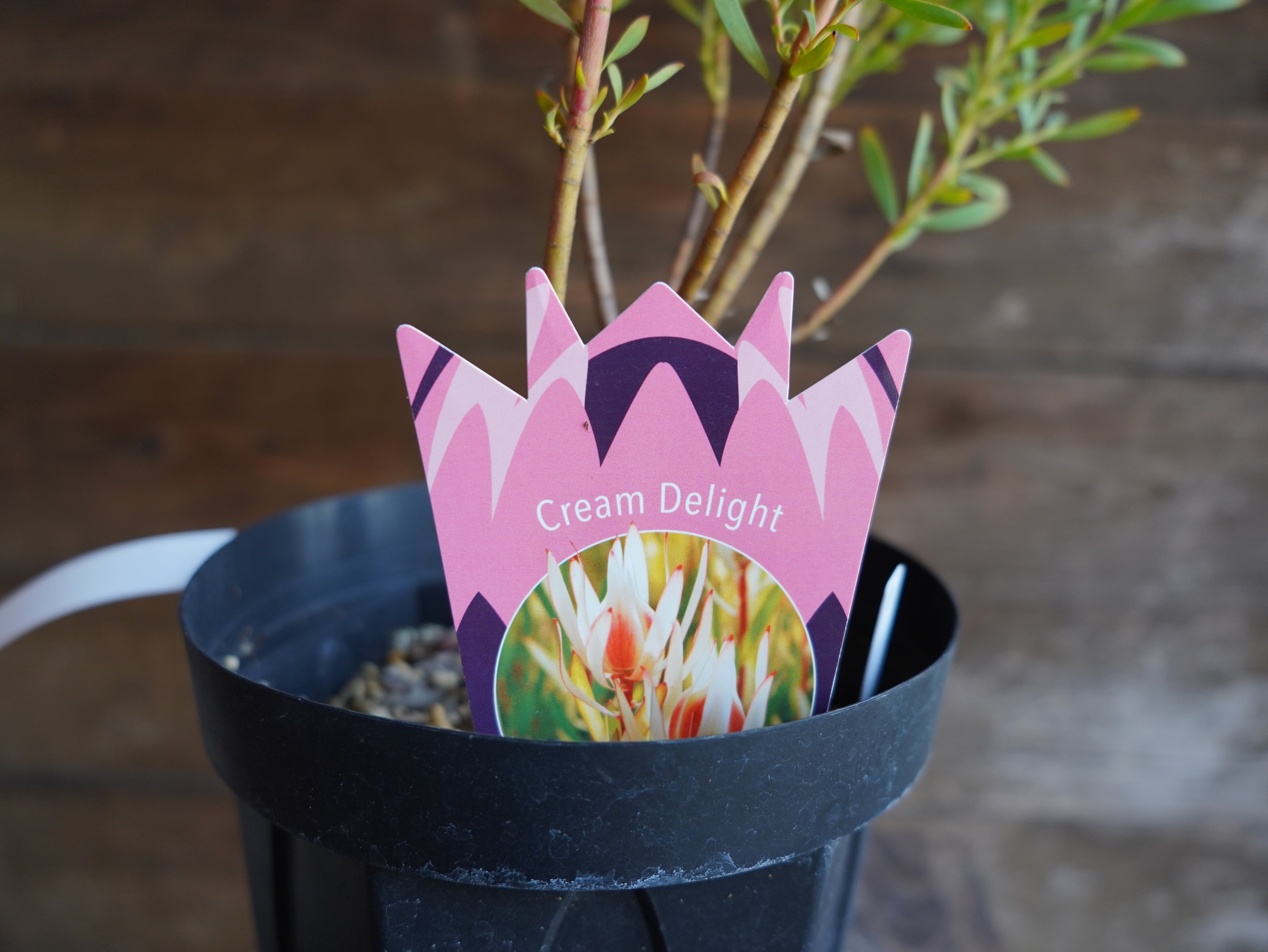 【現物】リューカデンドロン ”Cream Delight” 6号 B