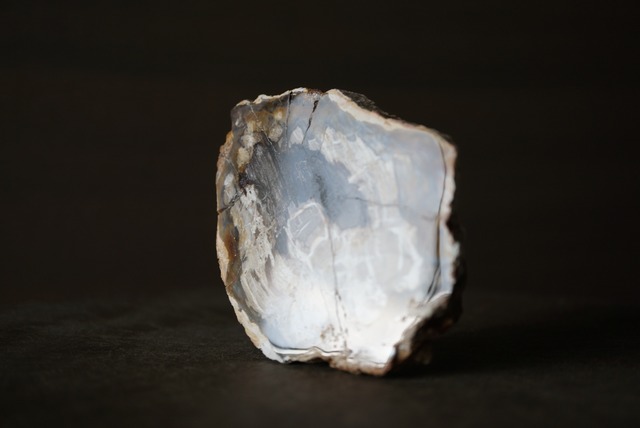 マダガスカル産ペトリファイドウッド Araucarioxylon 1172