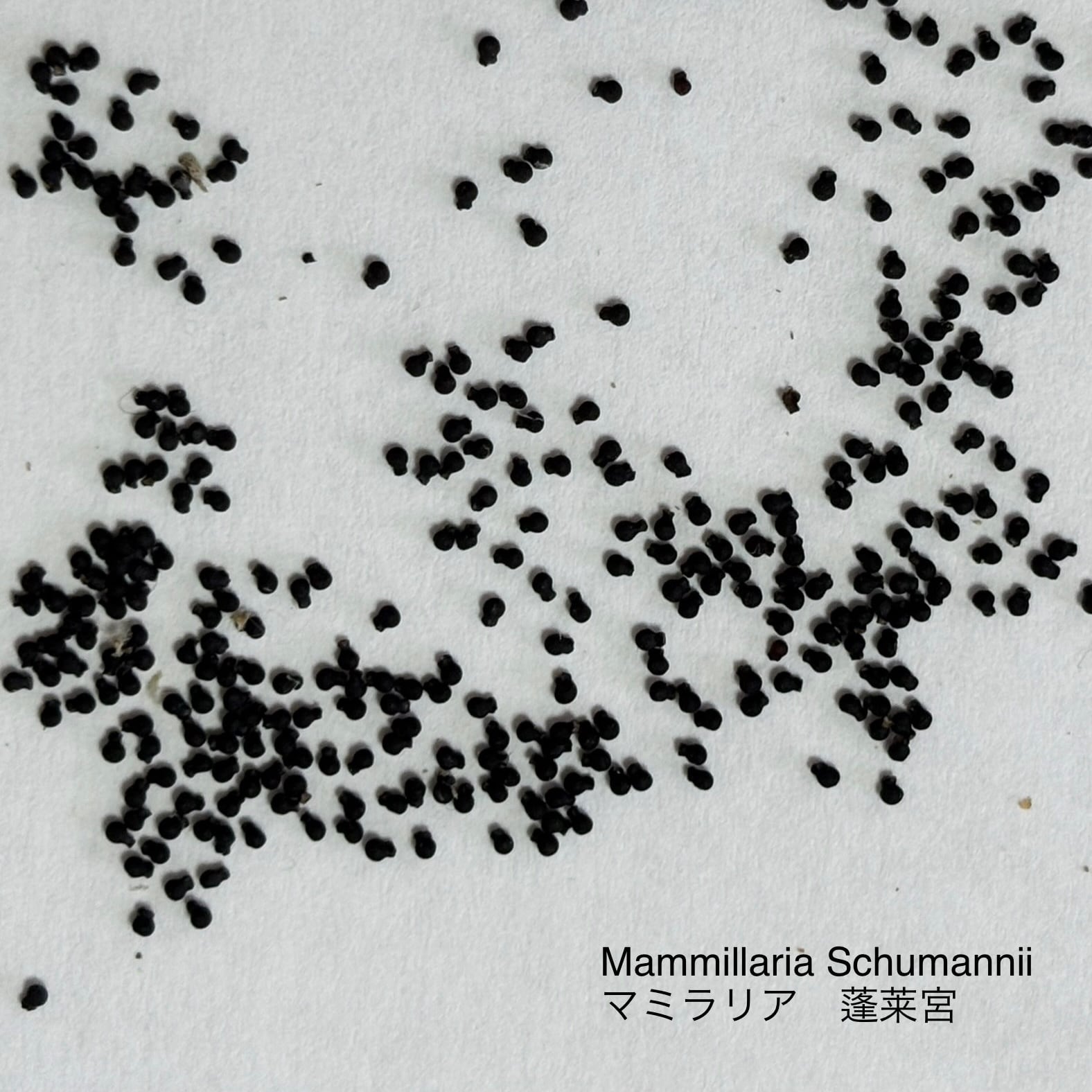 Mammillaria マミラリア | plants MARU