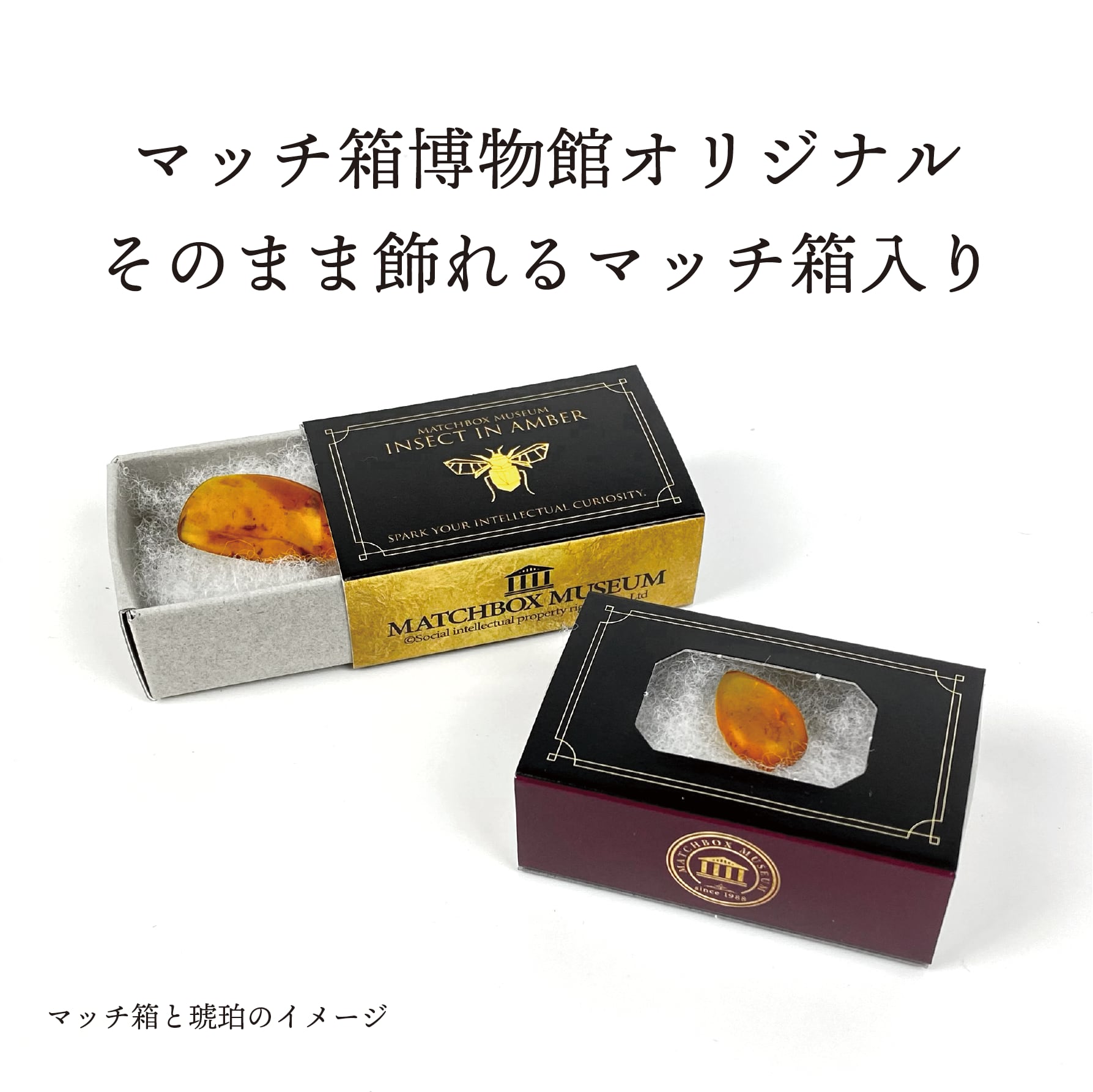 マッチ箱博物館 虫入りコハクのコレクション（完全版） | MNH STORE