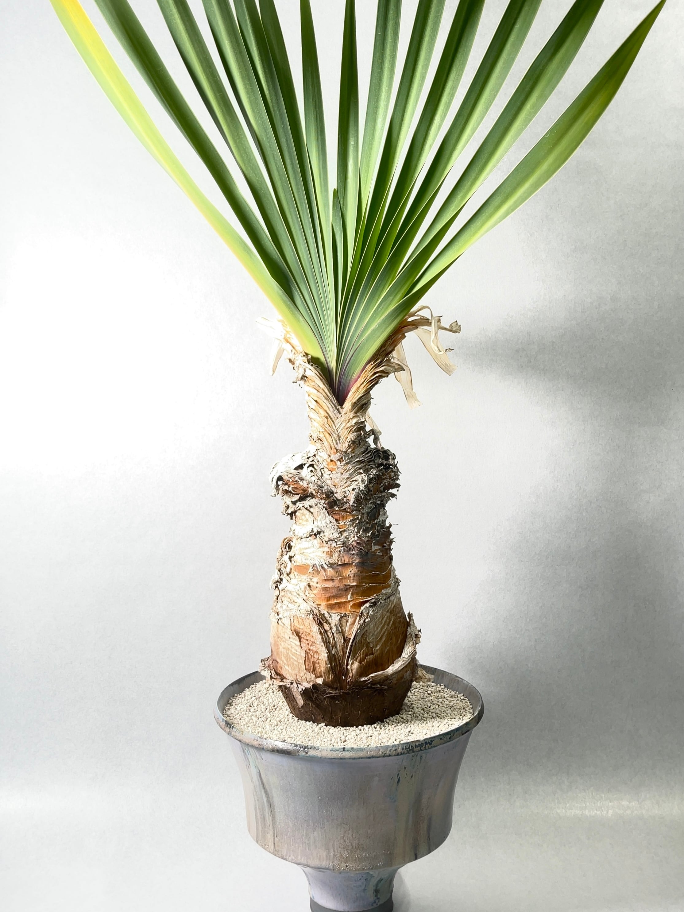 良型ブーファン ディスティチャ現地球 塊根植物 発根済み 鉢付き