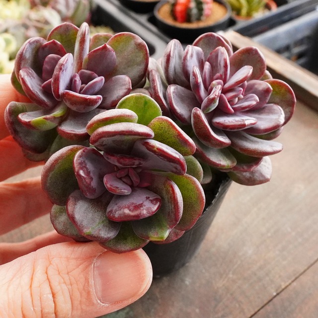 35%OFF！　※再入荷※【テントラジャム錦群生 1】韓国多肉　斑入り　今年も人気！