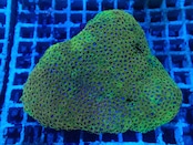 Goniopora FromMakassar Shortpolyp