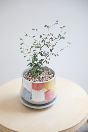 【S】ソフォラ リトルベイビー/Sophora prostrata Little Baby