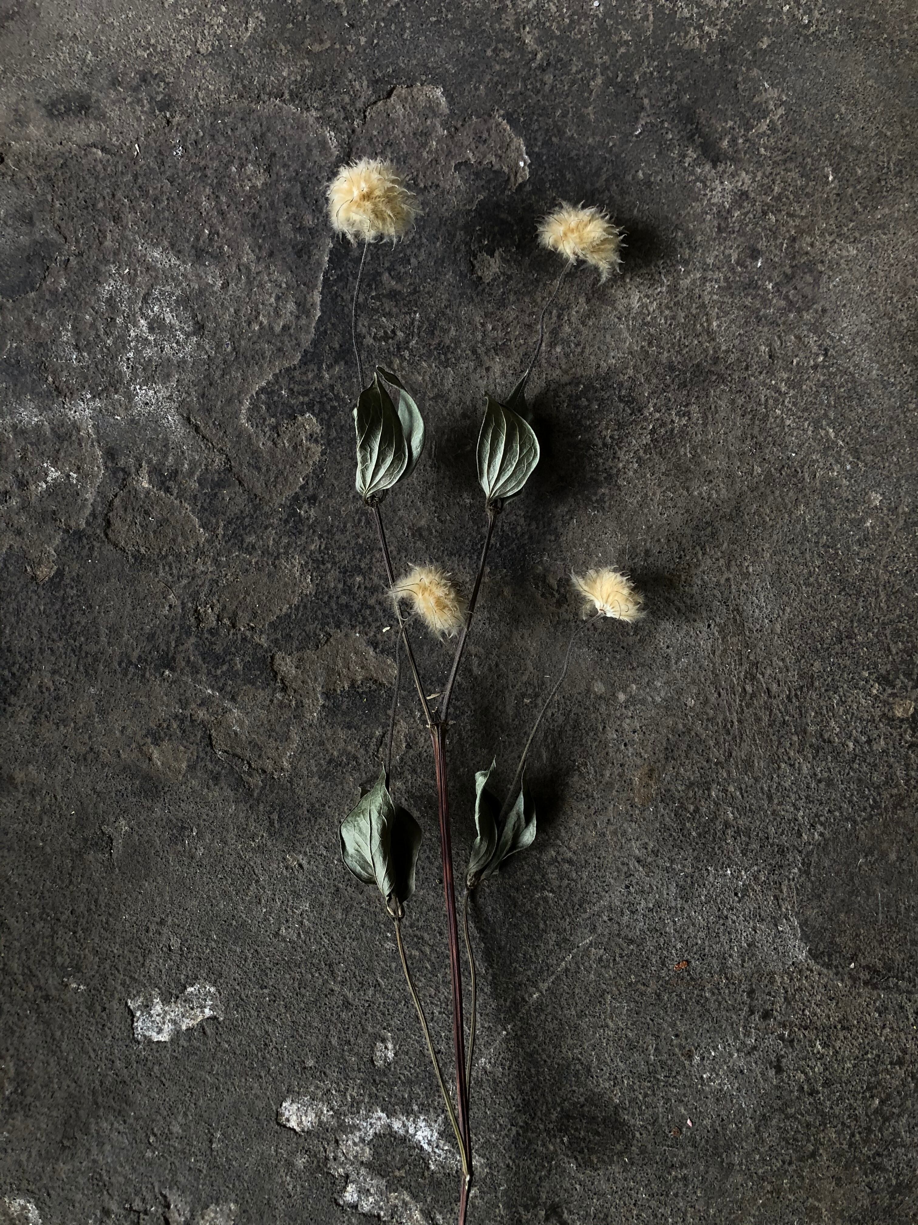 クレマチスシラ ドライフラワー 束 | MEmENTO Dried flower