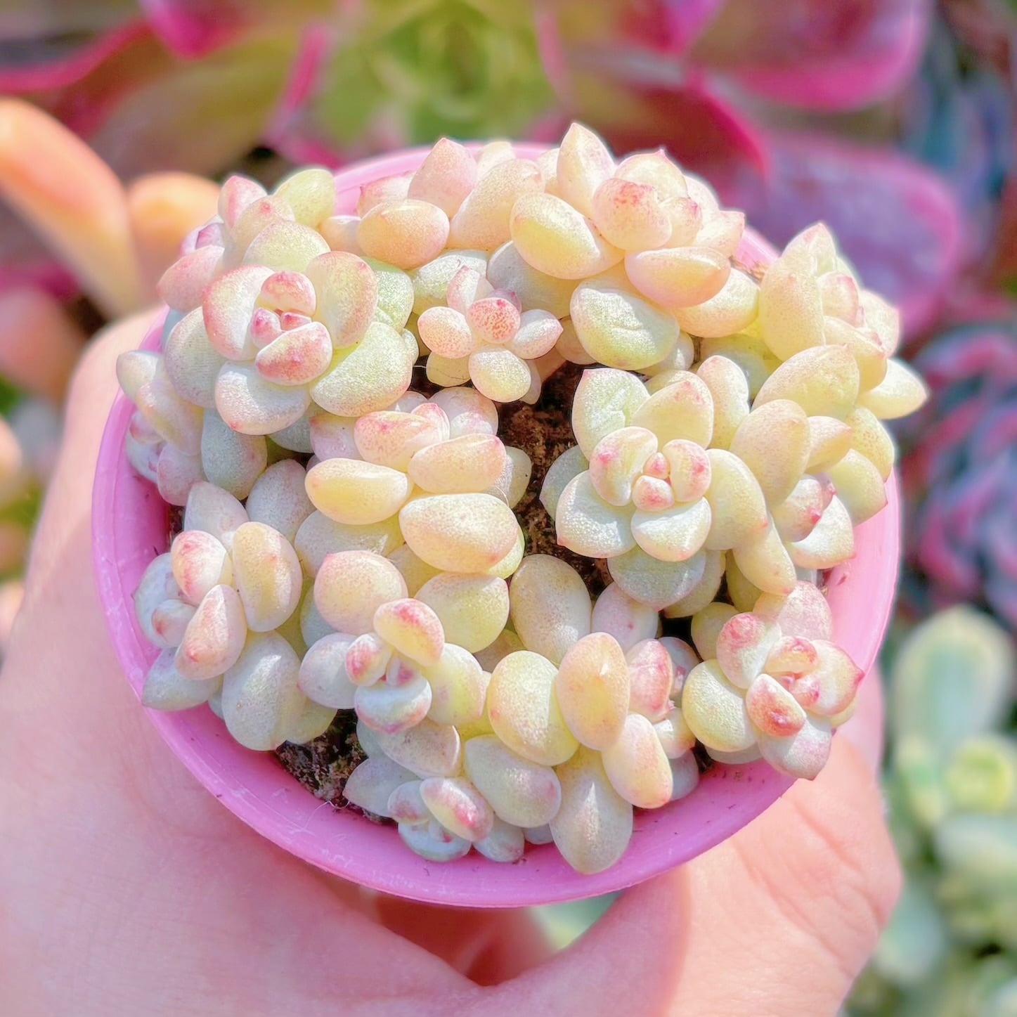 多肉植物　Shine Muscat(小)　新入荷　るる農園