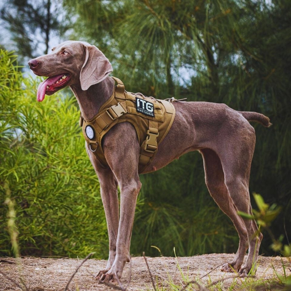 犬 ハーネス 大型犬 Onetigris 抜けない 簡単装着 引っ張り防止 中型犬