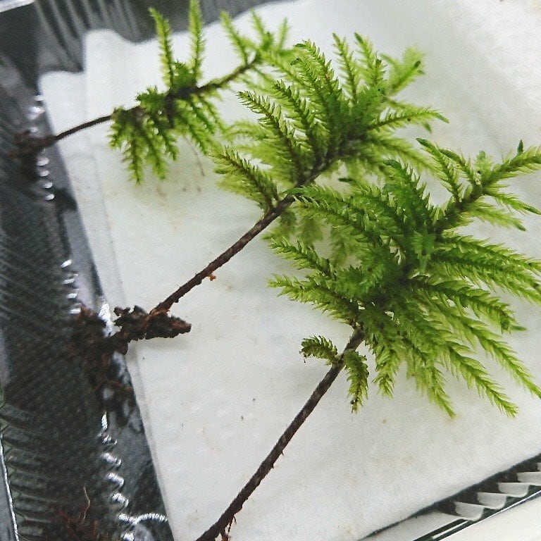 苔の王様！天然コウヤノマンネングサ3本！クリックポスト全国送料無料