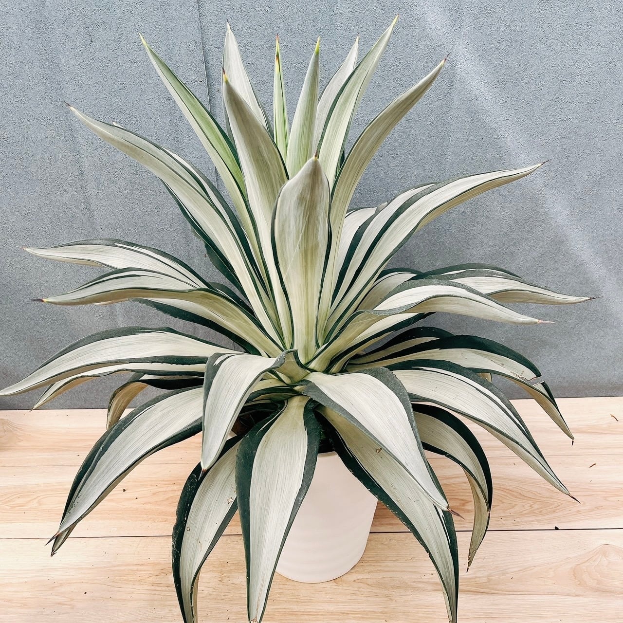 現品］50番 カシワバゴムノキ フィカス リラータ 曲がり 7号 観葉植物