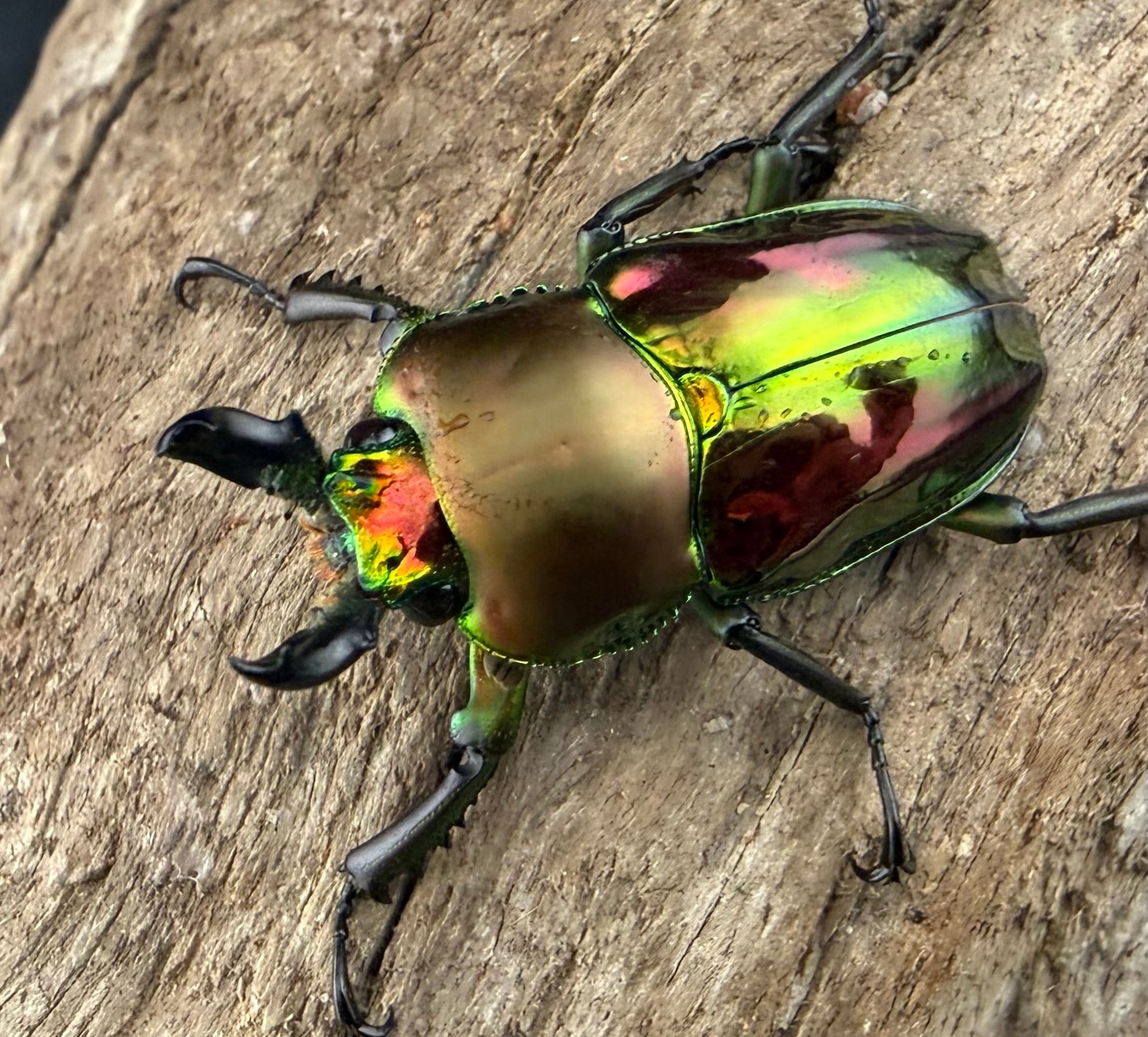 わたの木ハワイハネナシクワガタApterocyclus わたの木ハワイハネナシ