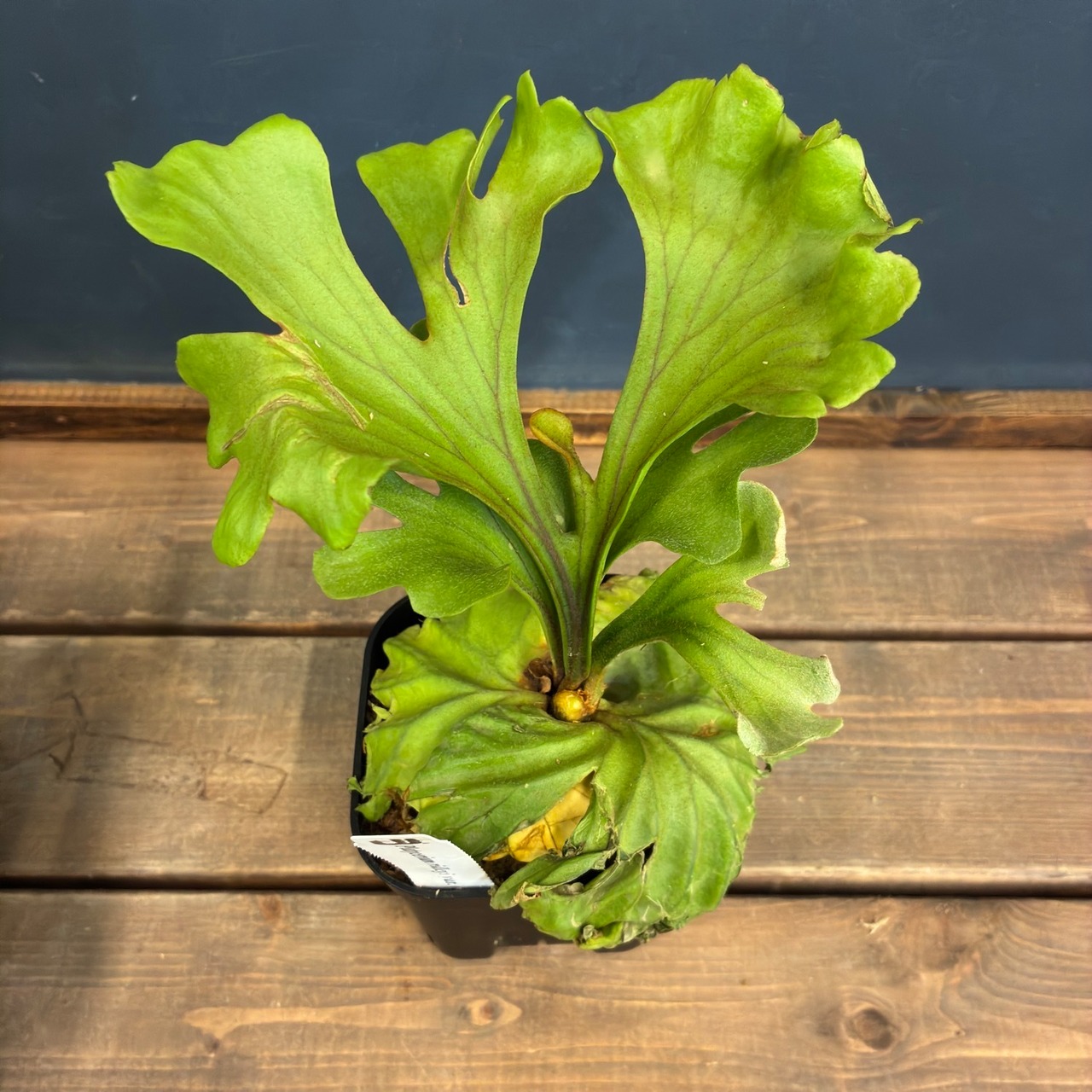 【UJビカクフェア】【抽選販売】ビカクシダ リドレイ3種セット（限定3）｜送料無料 15％OFF