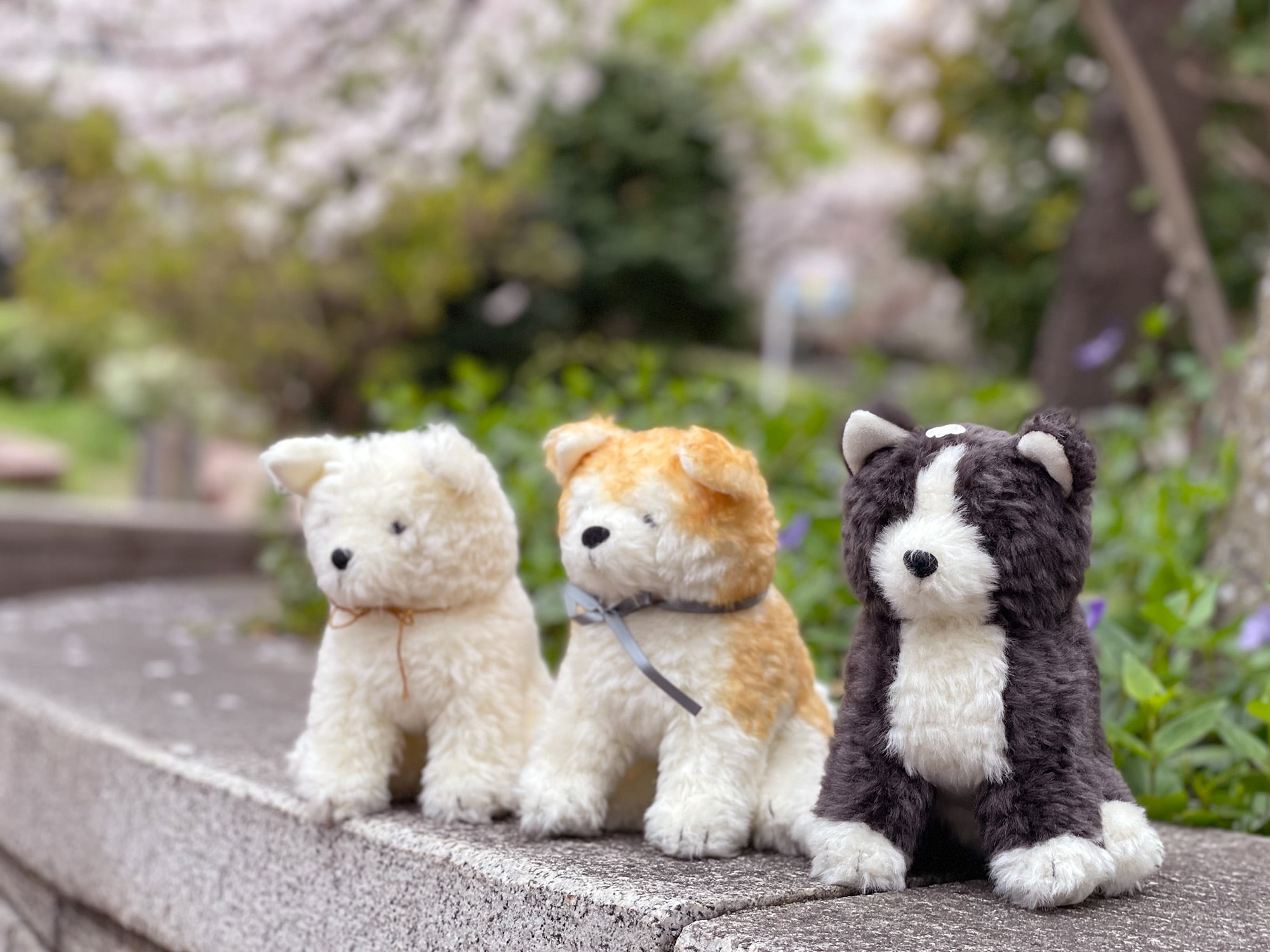 秋田犬わんこ 赤毛 | もふいぬ