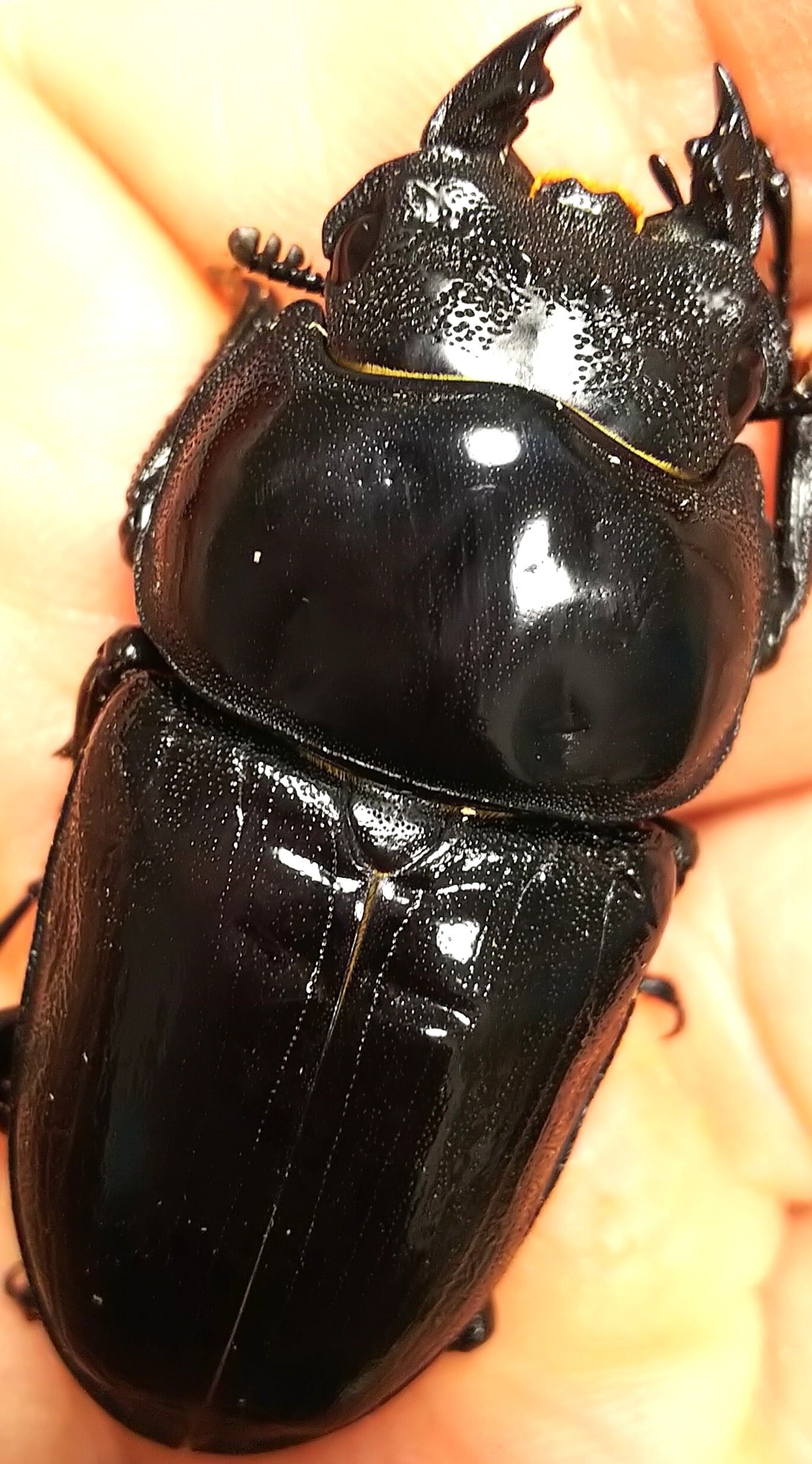 鍬極 極太オオクワ