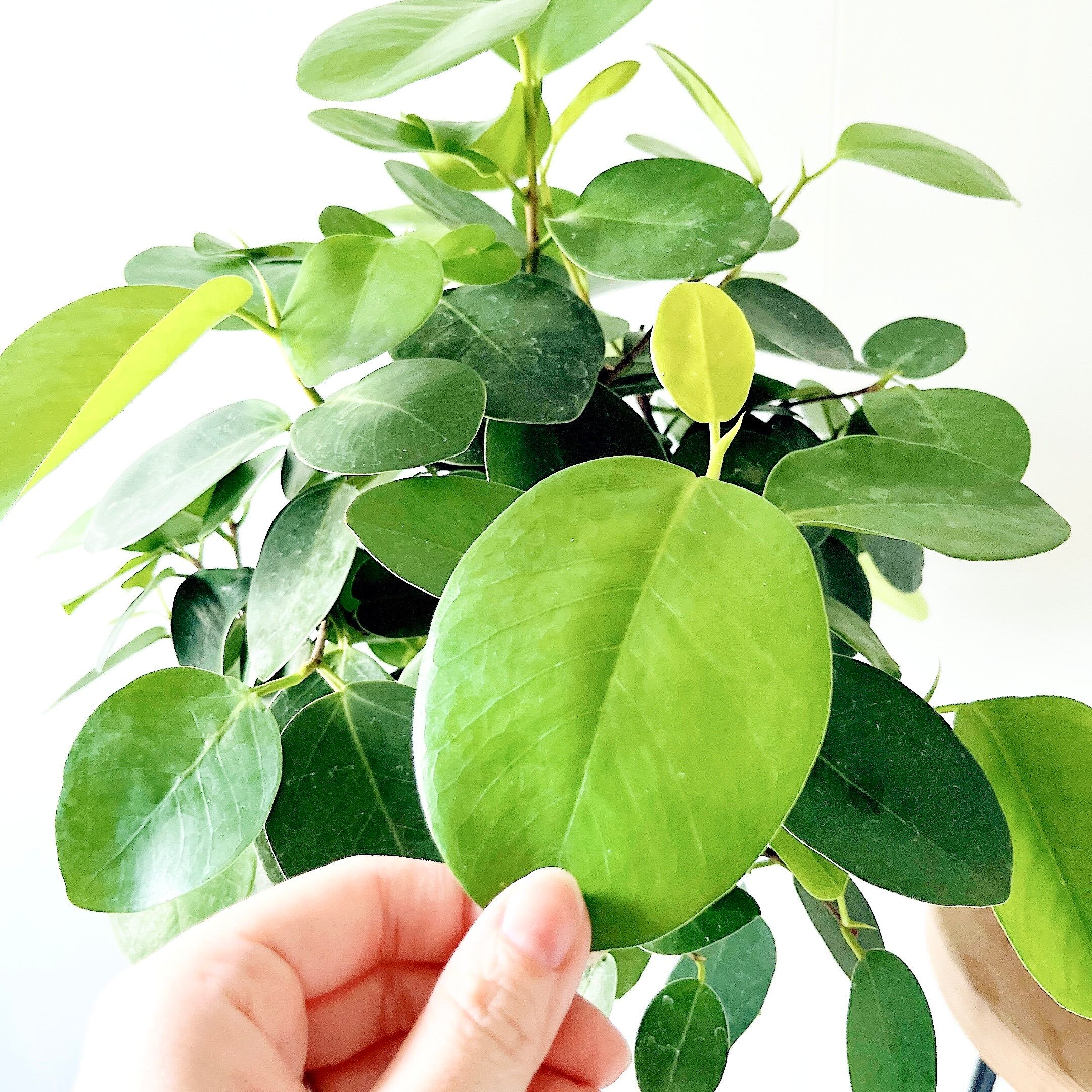 フィカス オオバンボダイジュ 3本編み込み 観葉植物 calm cafe | calm