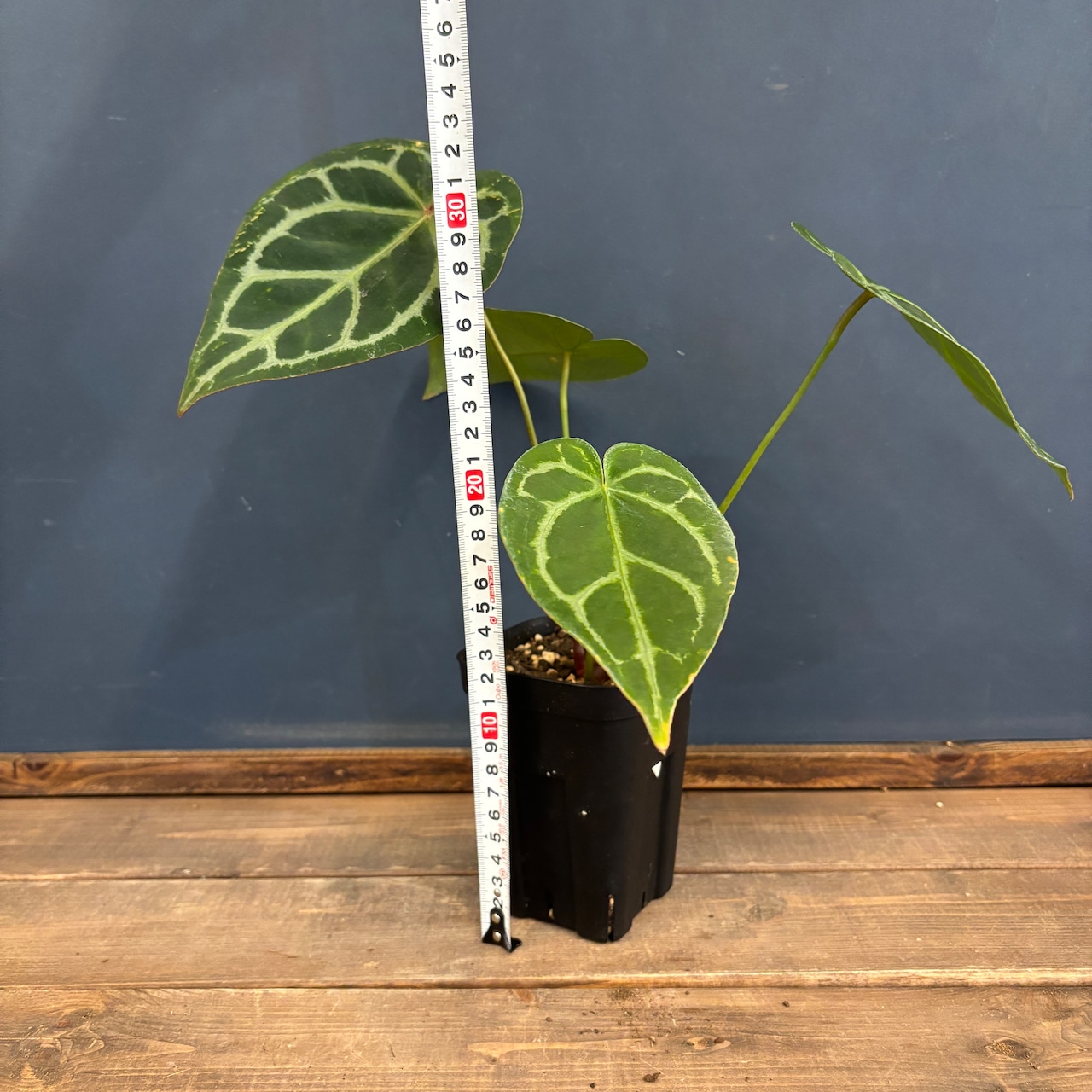 アンスリウム magnificam 'Silver' × (Michell × Zara F3)【46】