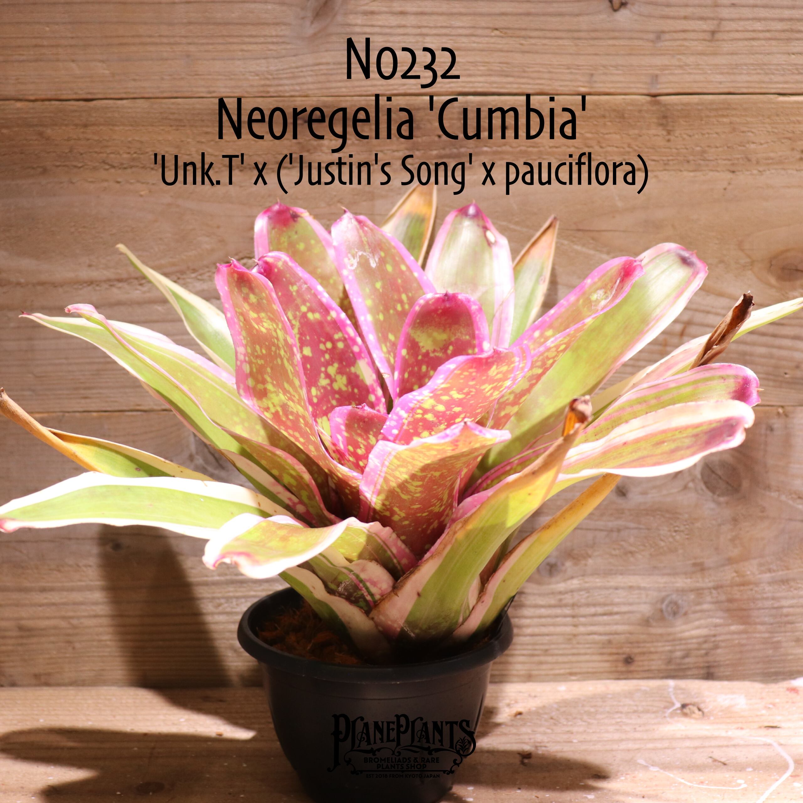 Billbergia 'Hula Auwana'〔ビルベルギア〕B0281 Billbergia 'Hula Auwana'〔ビルベルギア〕B0281 Billbergia