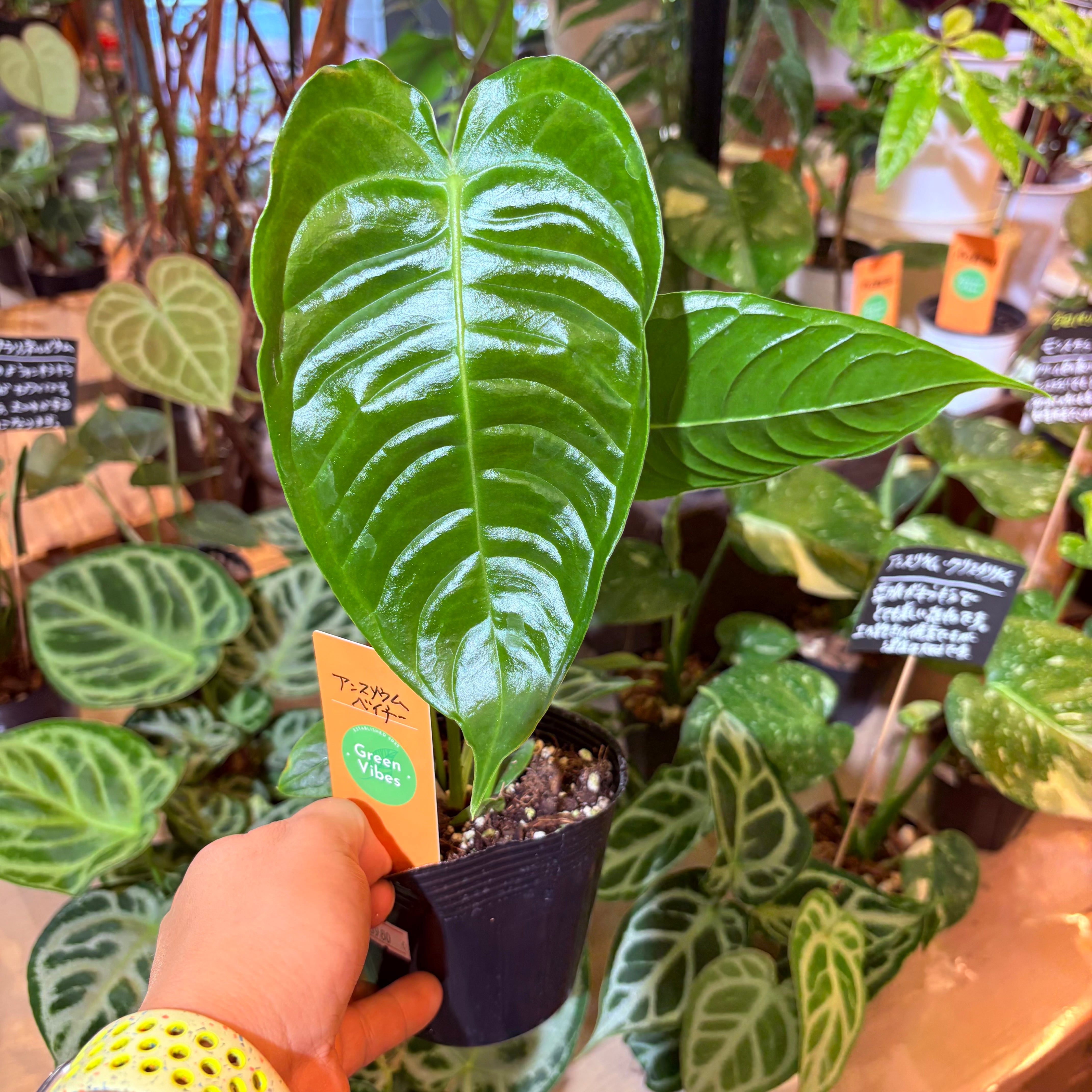 アンスリウム ベイチー 3.5号 | Green Vibes 宇都宮市の観葉植物専門店