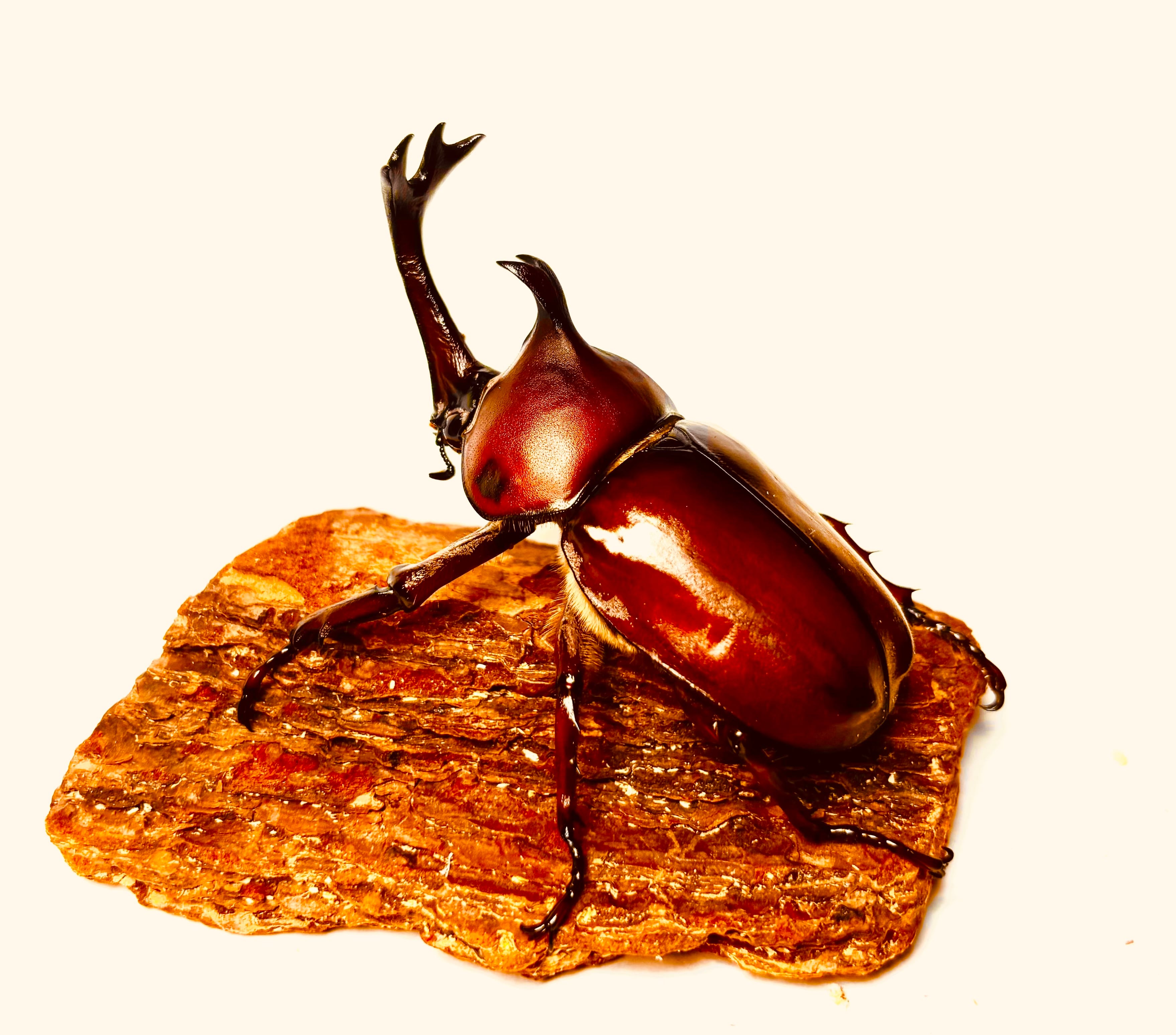 カブトムシ 制作費 金華カブトムシ♂（成虫） | たに昆虫ショップ