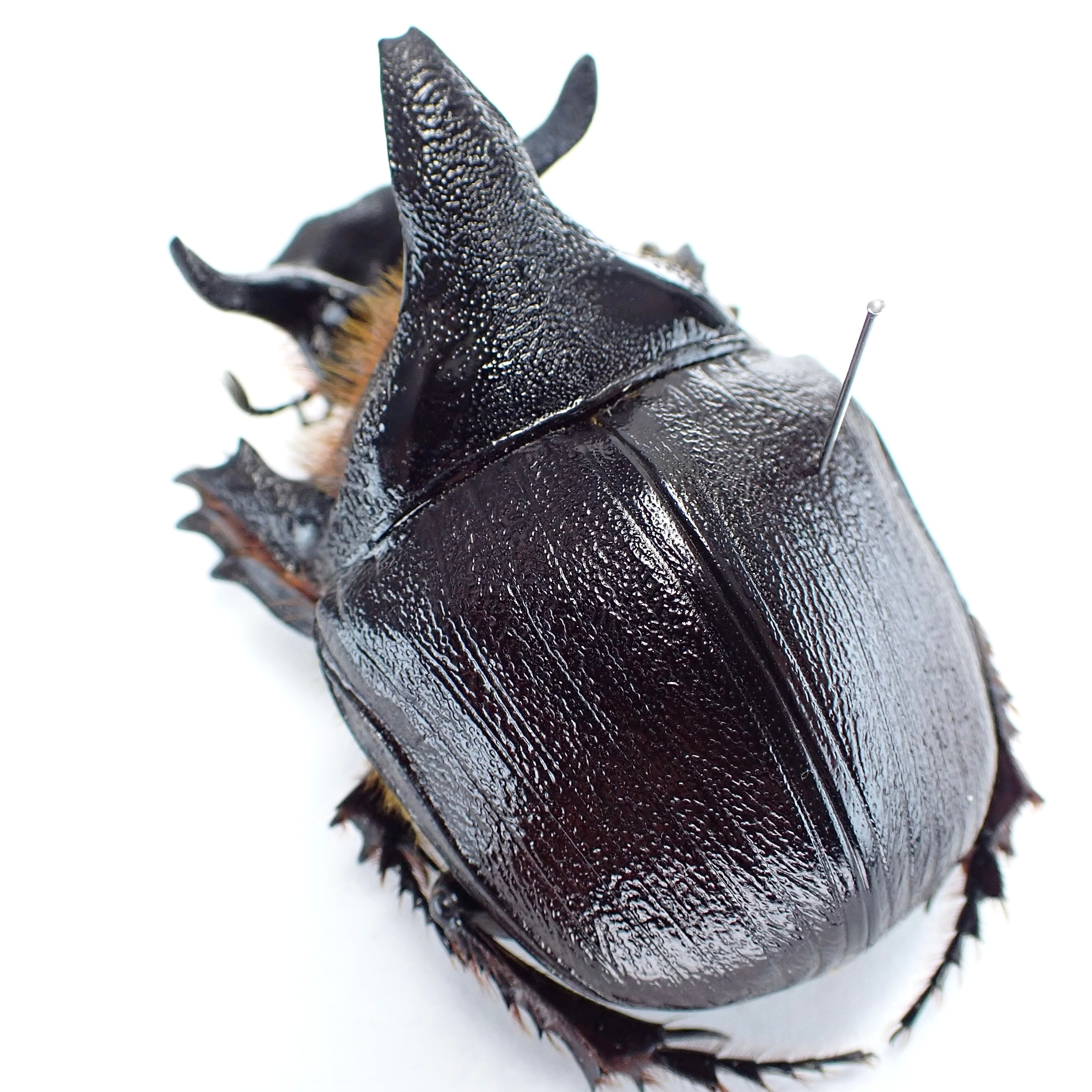 ザンビア産 Heliocopris andersoni ♂♀ 56mm/52mm XXL | 昆虫標本