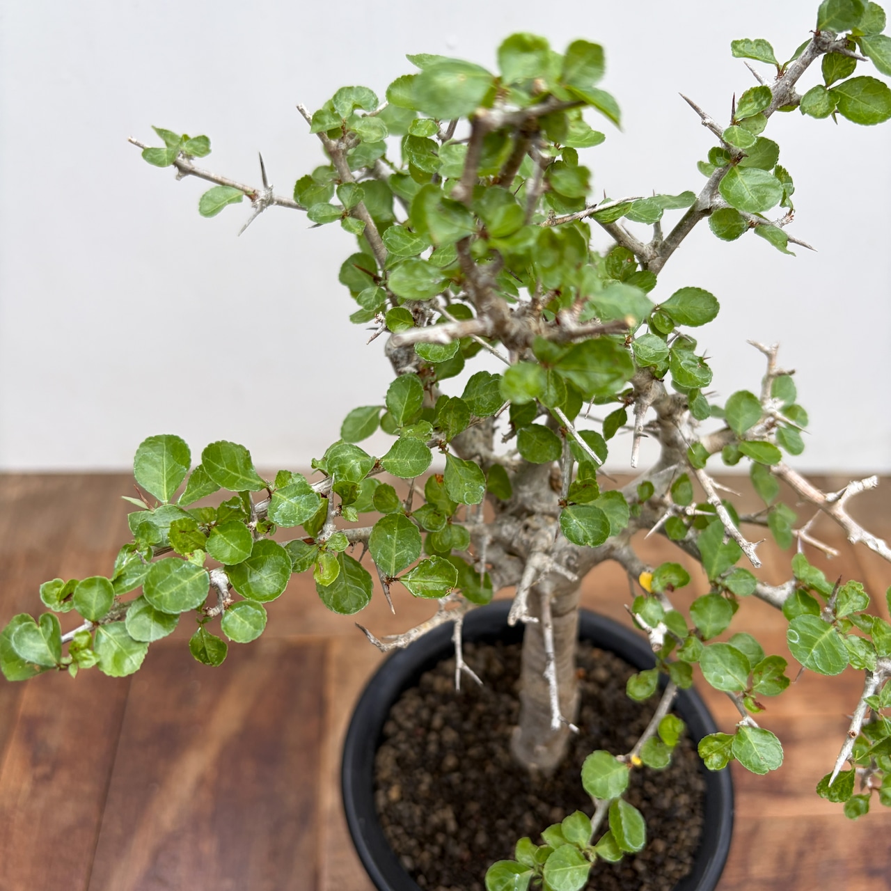 Commiphora orbicularis【コミフォラ・オルビクラリス】