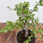 Commiphora orbicularis【コミフォラ・オルビクラリス】