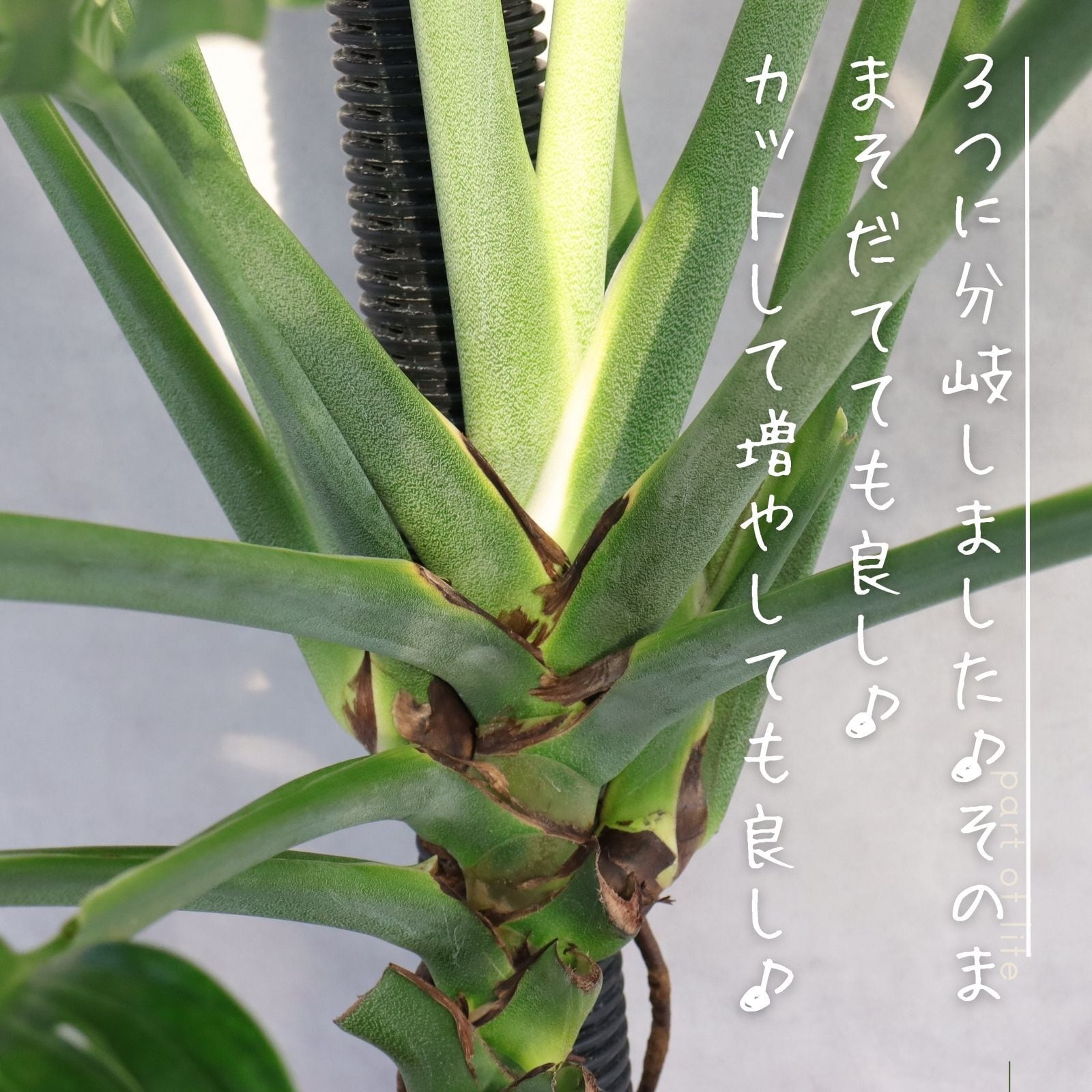 希少 モンステラ ジェイドウィング 10号 国内でほとんど出回ってい