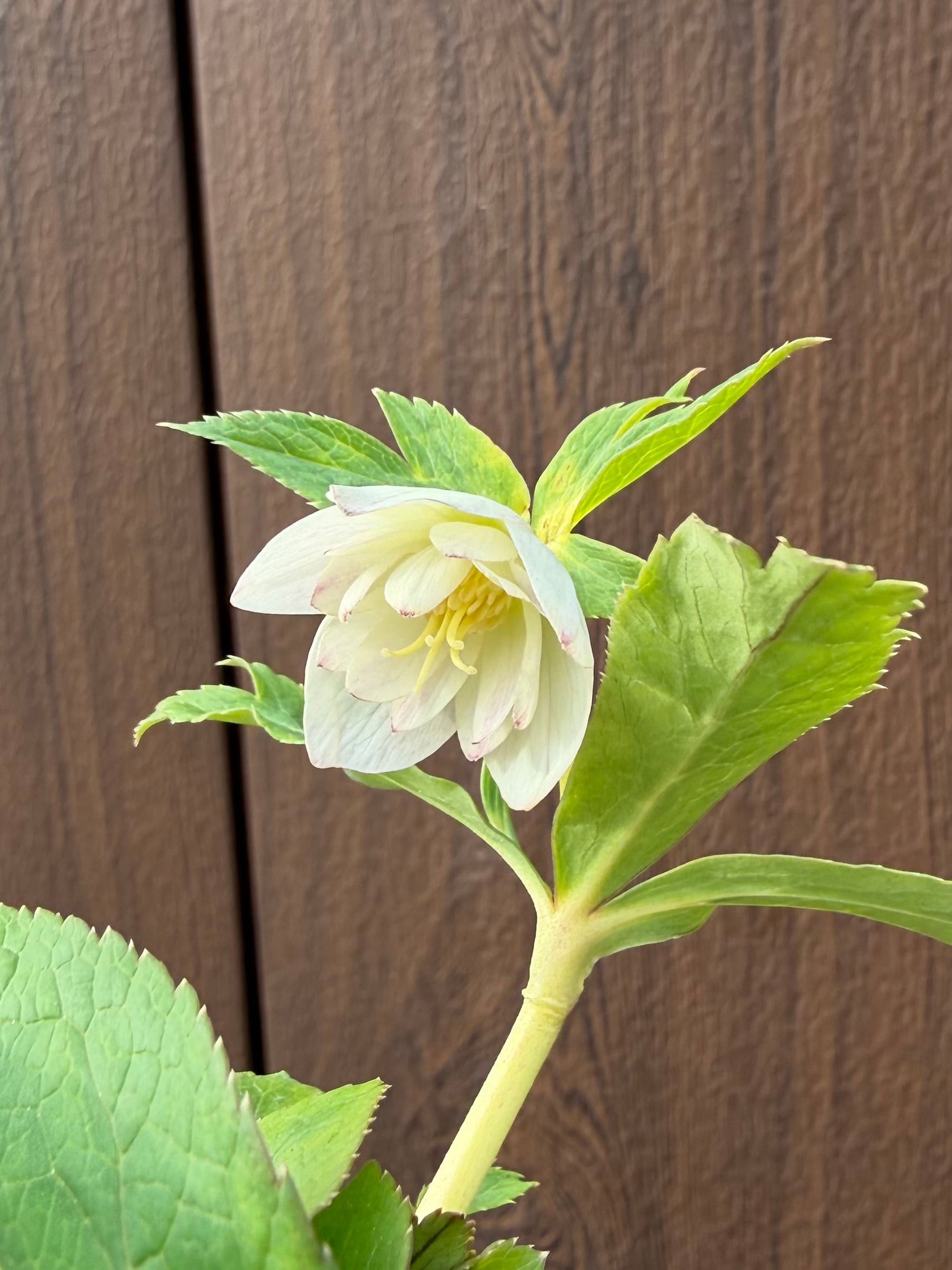 蜃気楼dd ※不稔 大木ナーサリー クリスマスローズ【Og01】送料無料