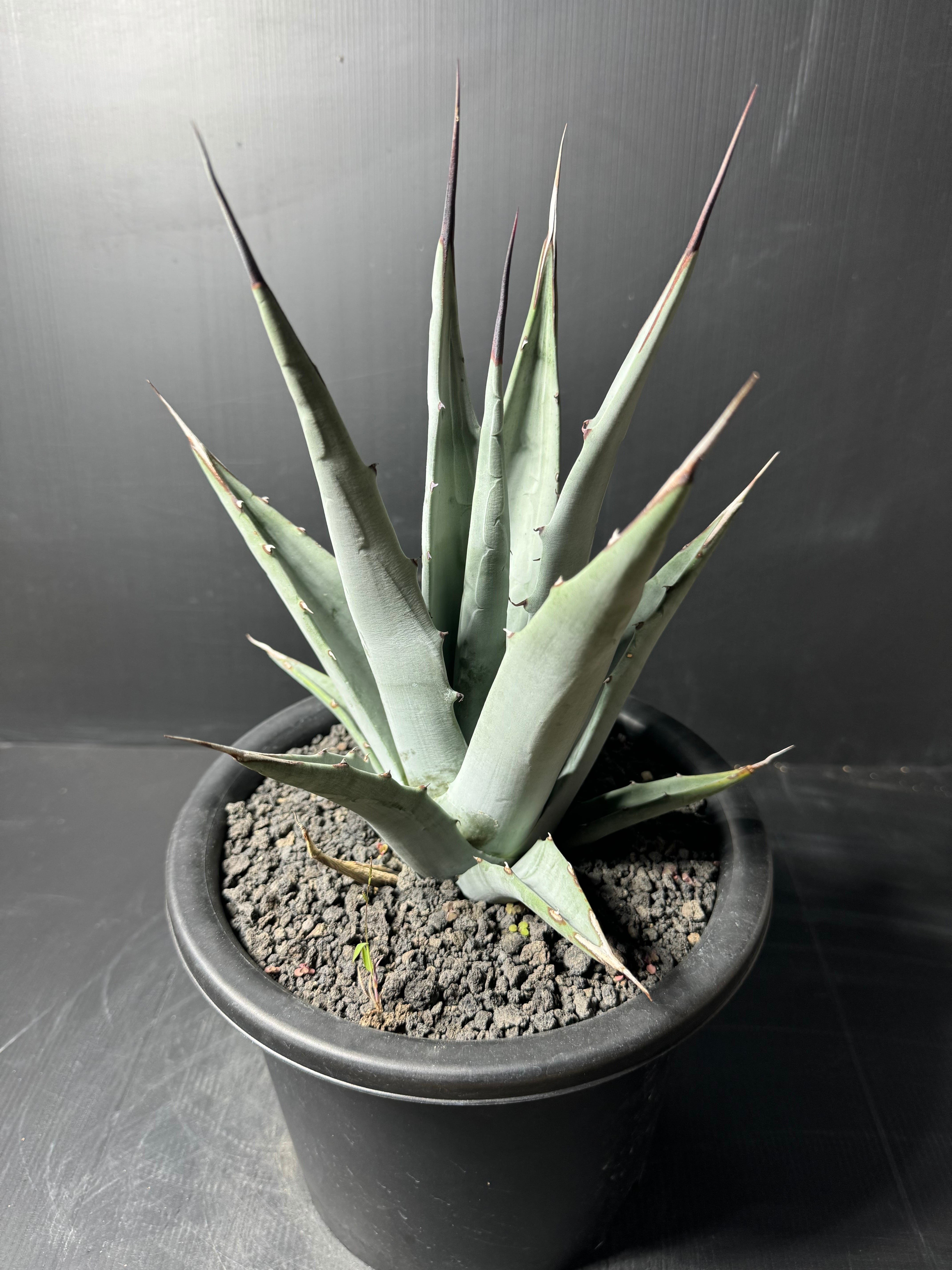 アガベ 氷山 A5 アガベ「 氷山 」Agave victoriae reginae アガベ 氷山
