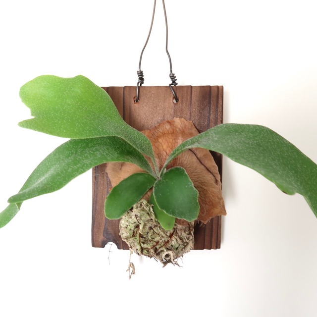 ビカクシダ Platycerium ネザーランド コウモリラン観葉植物 Bios Plants ビカクシダ Platycerium ネザーランド コウモリラン観葉植物 Bios Plants