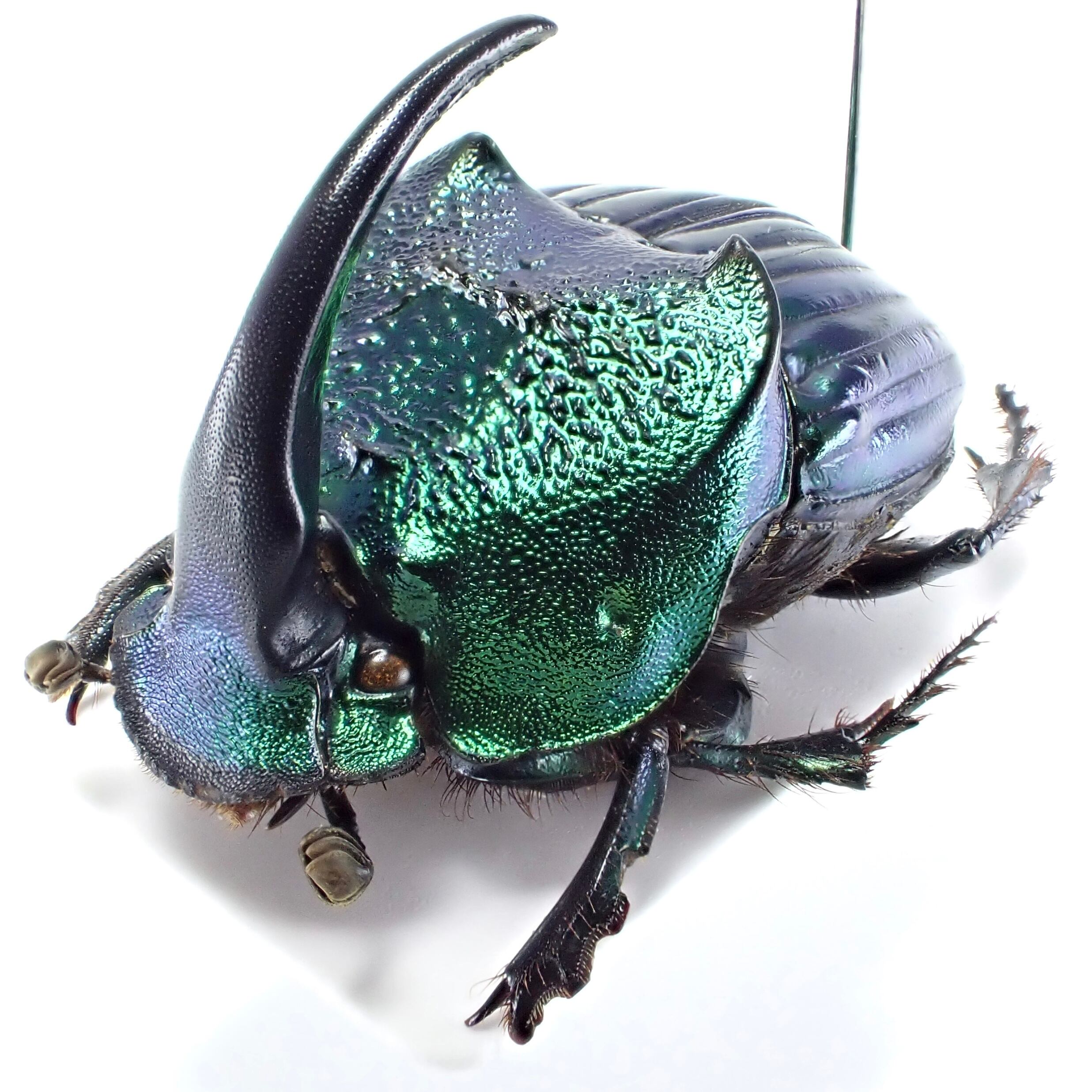 土人形デザイン　南米　メキシコ  約20cm オクミチョ 土人形 インテリア 悪魔 - メキシコ雑貨とメキシコの