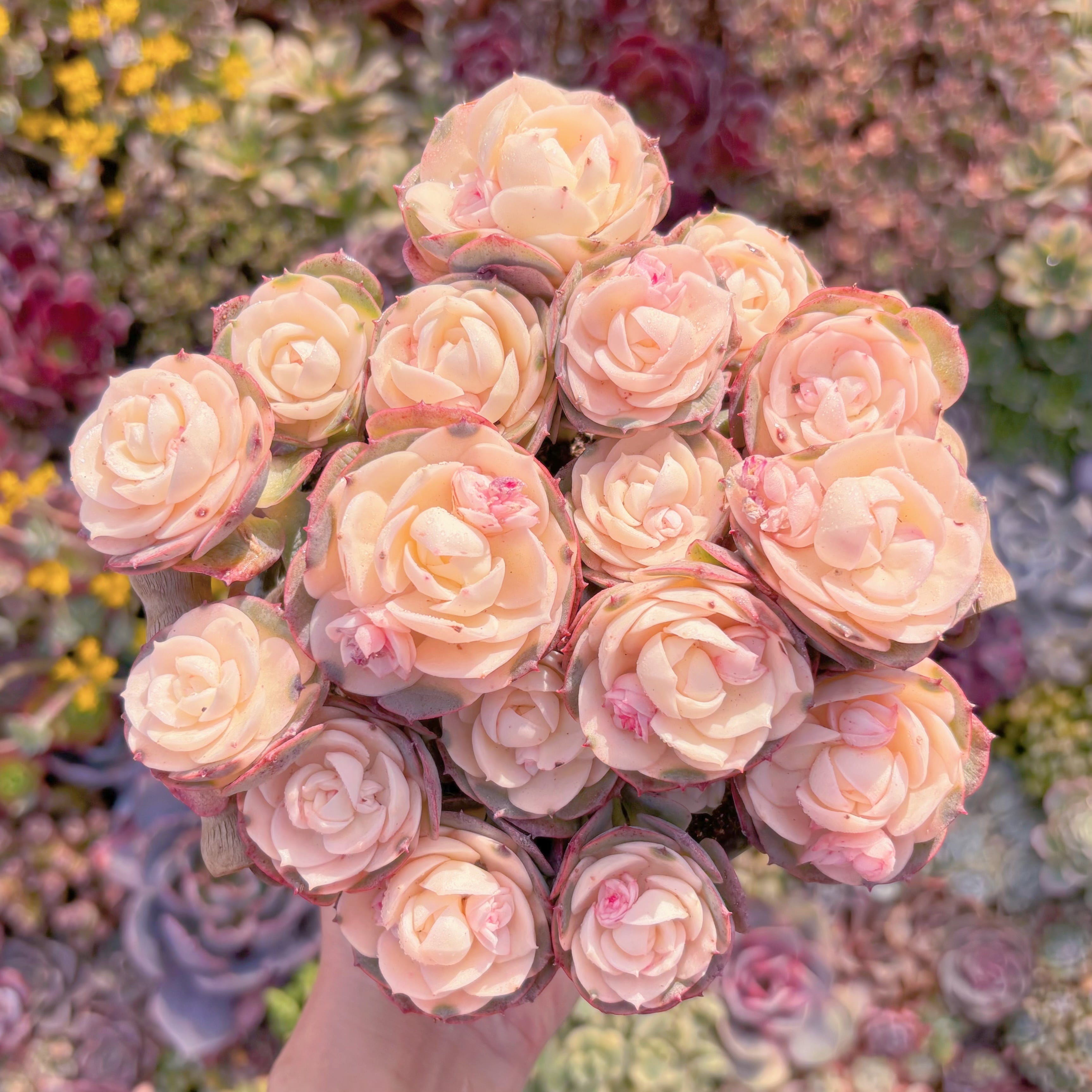 現品　イタリアローズ錦#M114　新入荷　るる農園