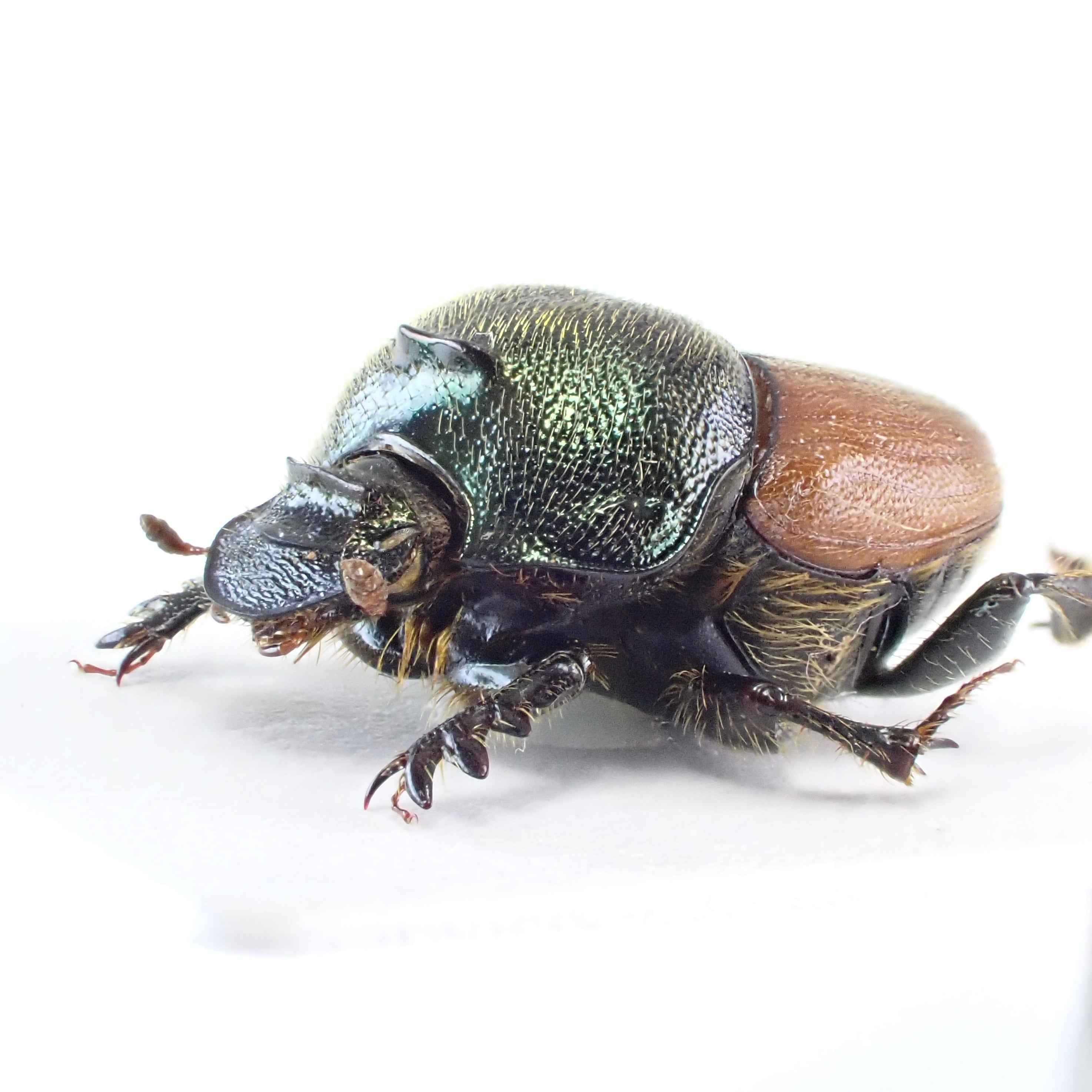 タンザニア産 Proagoderus sp. ♂♀ 9mm/9mm | 昆虫標本 Diggers & Rollers