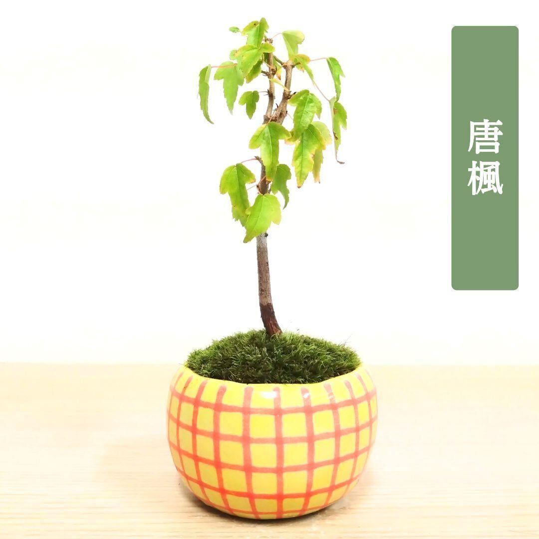 カエデ 盆栽 陶芸で作った鉢 POTOCO 唐楓 カエデ 通天楓 観葉植物 陶器 カエデ 盆栽 陶芸で作った鉢 POTOCO 唐楓 カエデ 通天楓 観葉植物 陶器