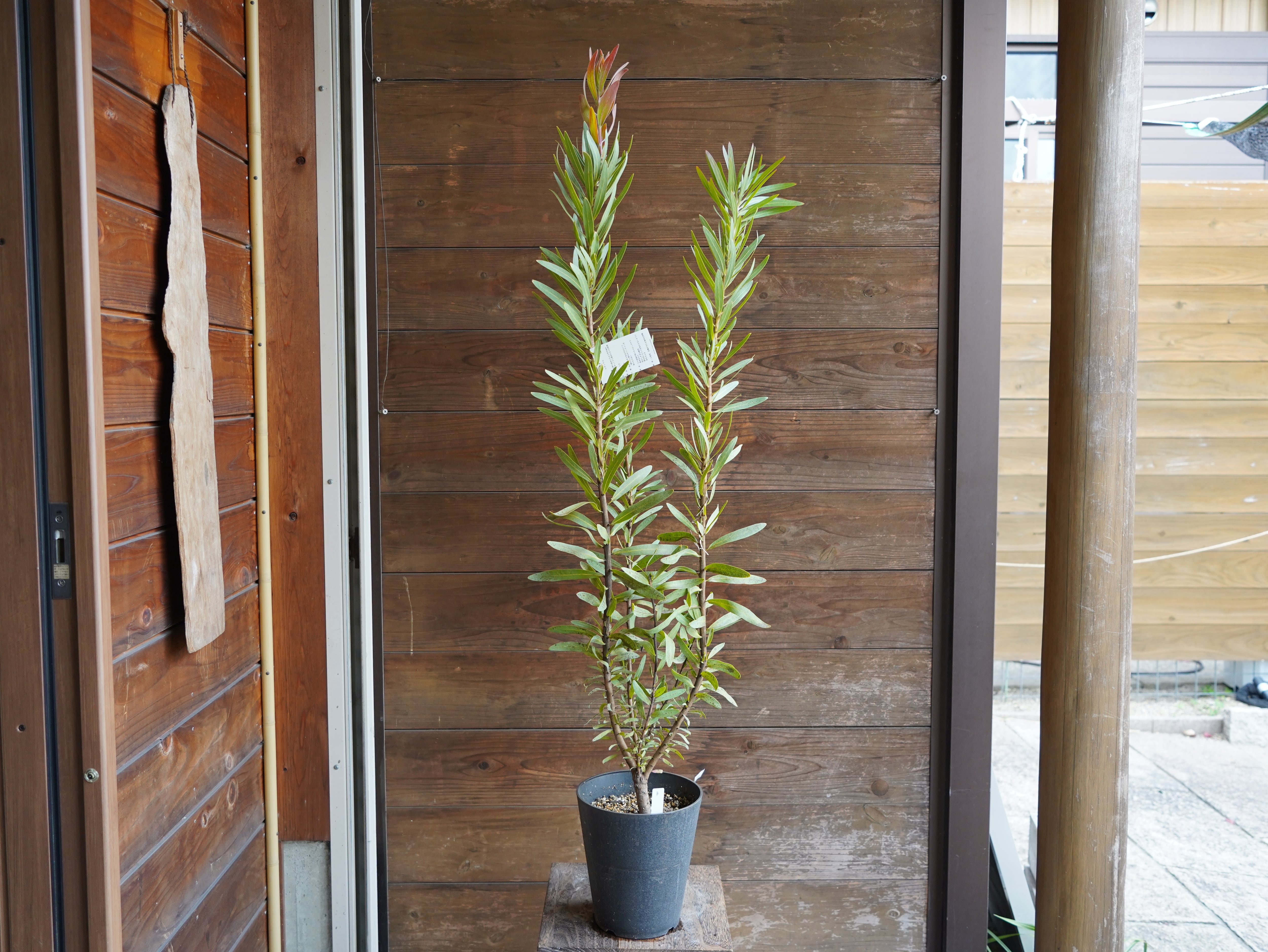 【現物】プロテア　”スザンナエ”　B