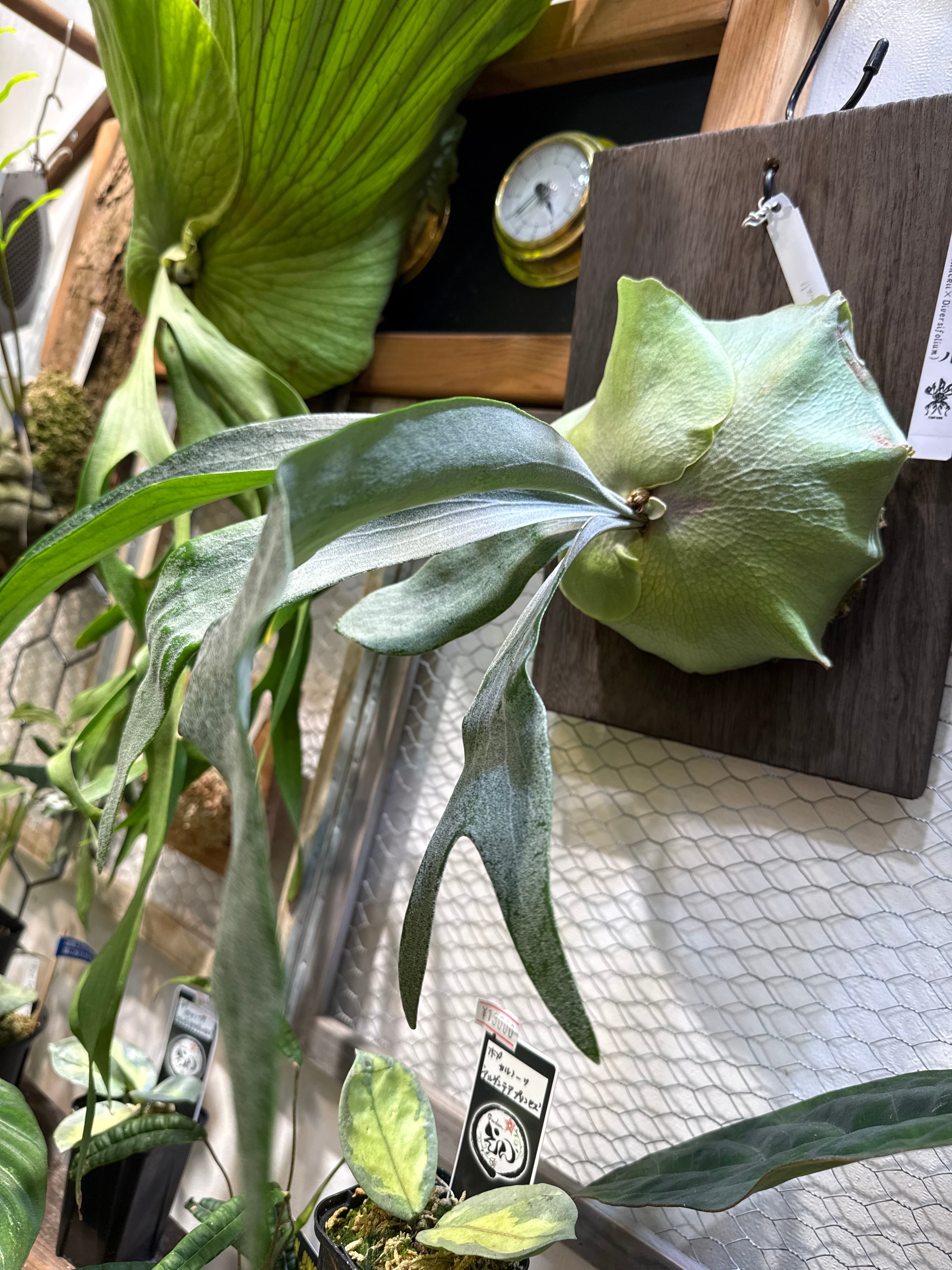 ビカクシダ グリーンウォール P.Green wall(ウィリンキーXディバー