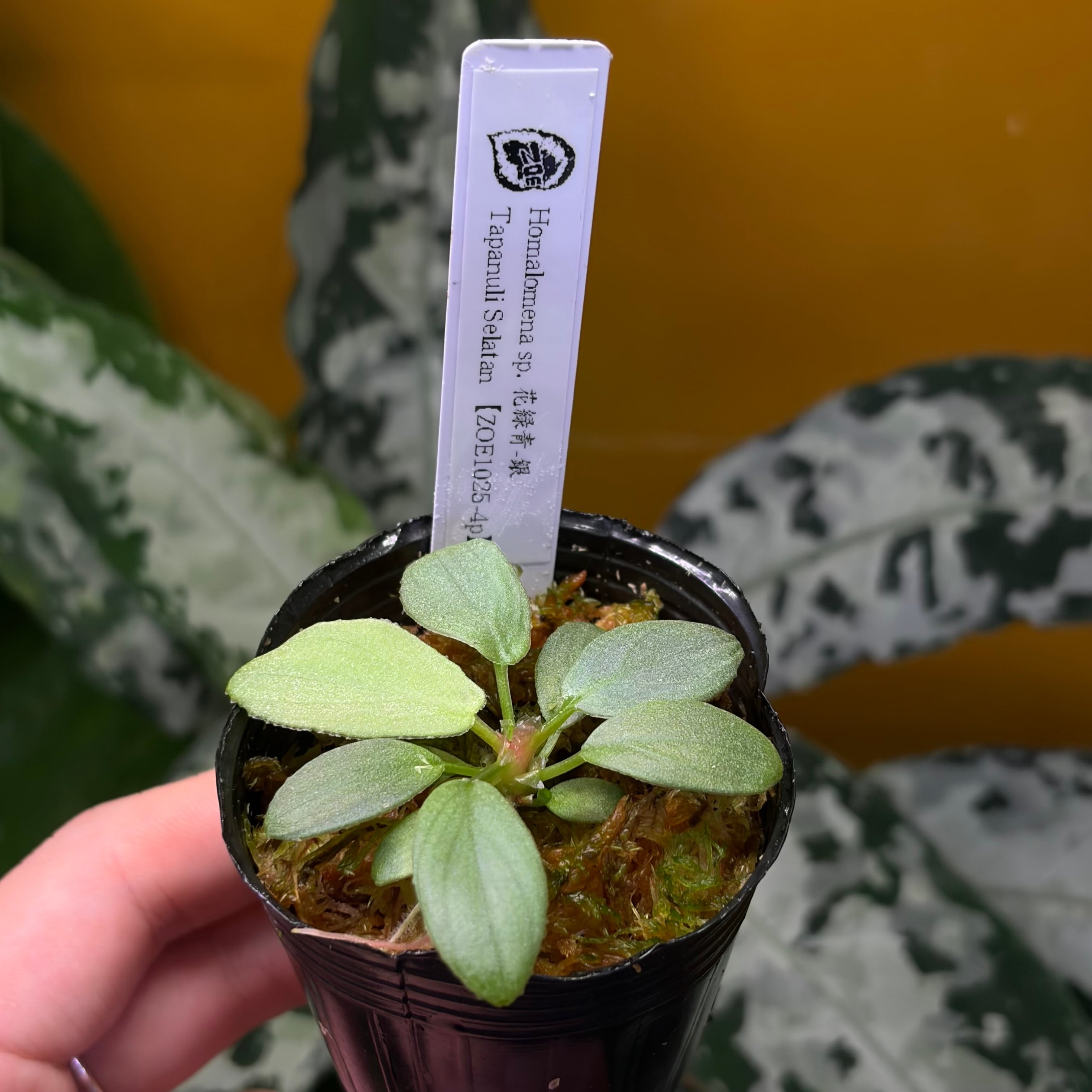 Homalomena sp. 花緑青 Tapanuli Selatan 【ZOE1025-4p】 銀葉個体