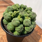 Euphorbia obesa ssp.symmetrica【ユーフォルビア・仔吹きシンメトリカ】