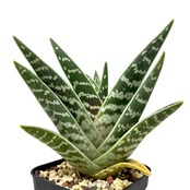 アロエ　千代田錦【126】