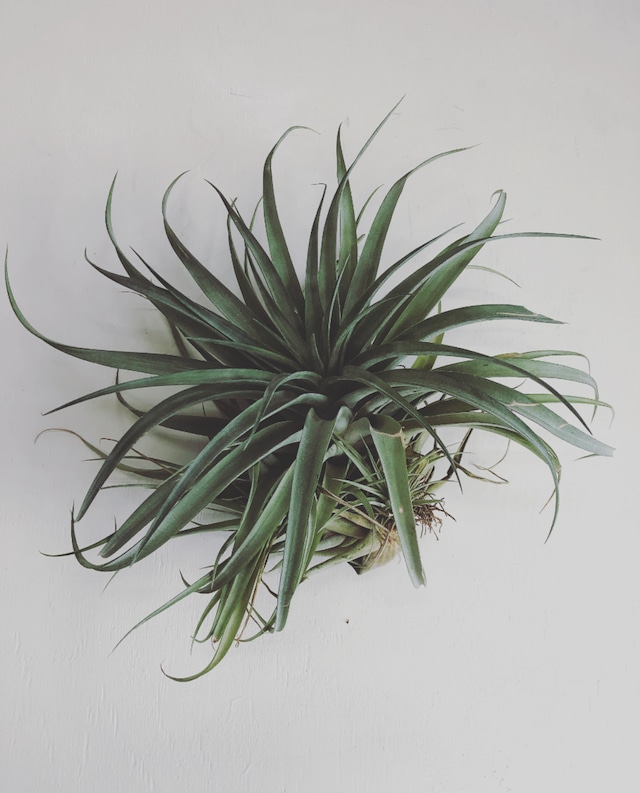 ［Tillandsia ］latifolia   ラティフォリア 