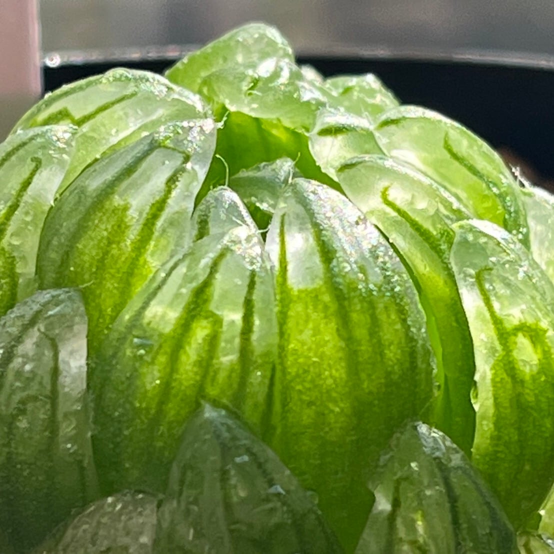 ハオルチア 女神(微発根)② | mocono_plants