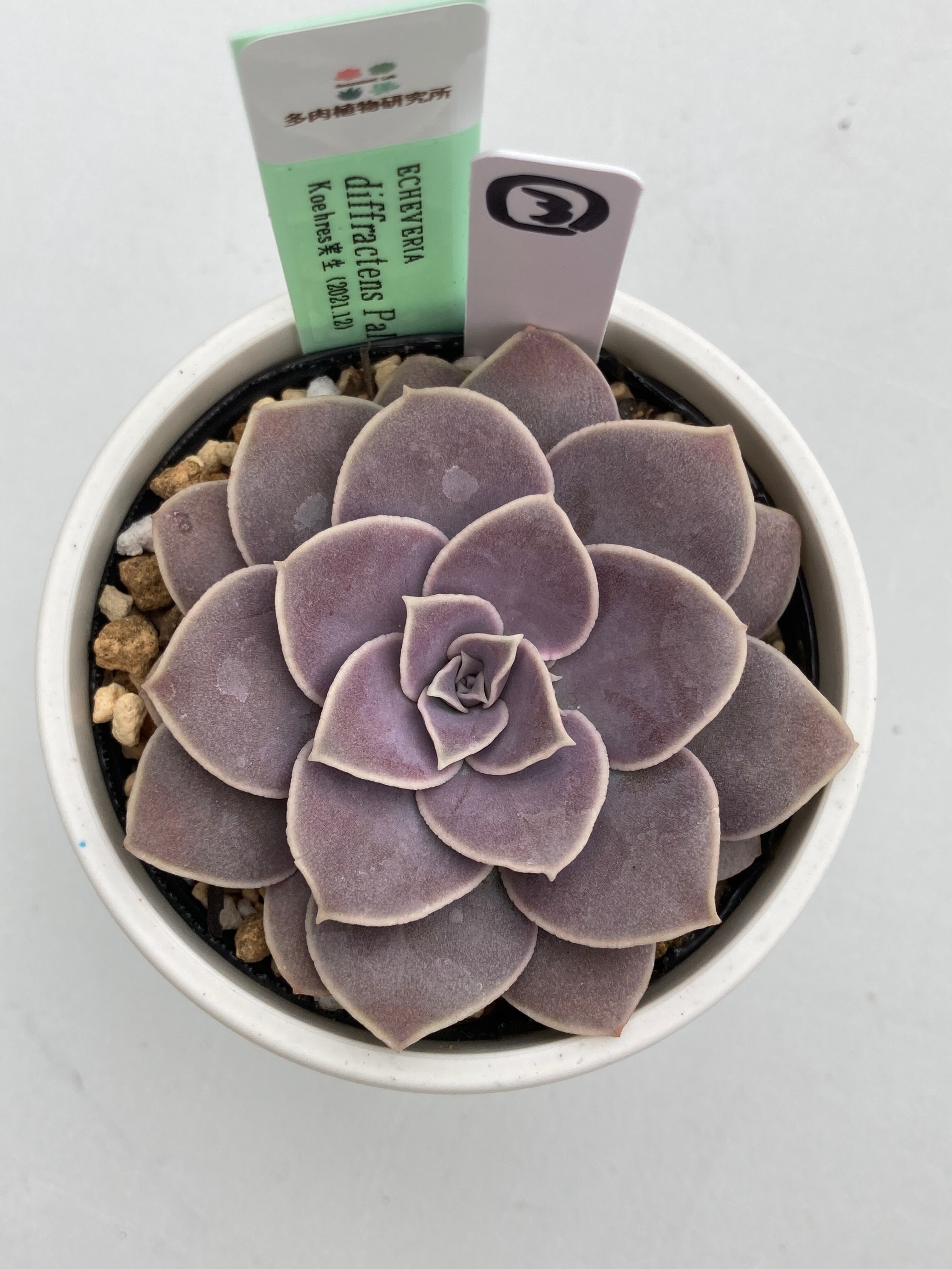 現物商品】ECHEVERIA diffractens Palma Sola ③ 原種 実生苗 | 多肉