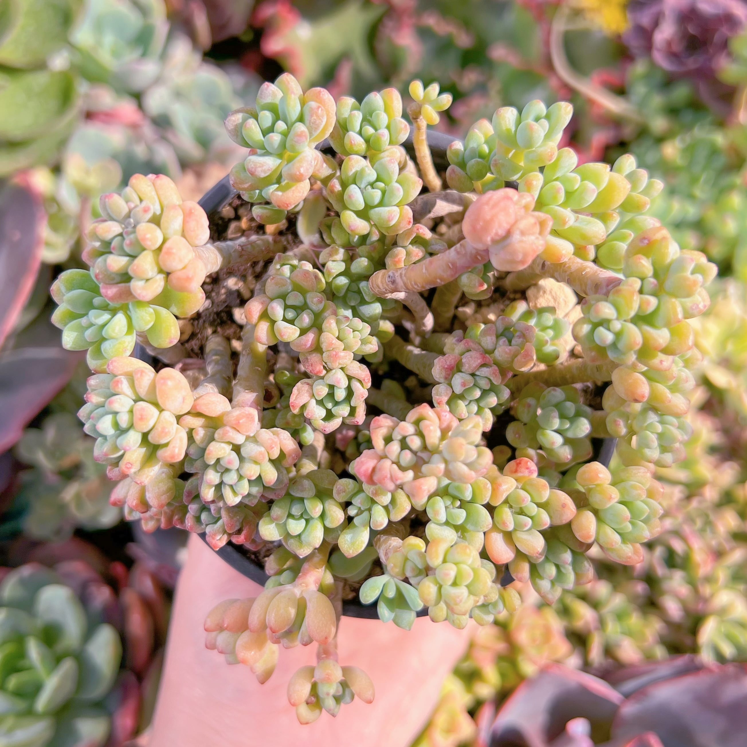 現品　ピンクビーン#M220　るる農園