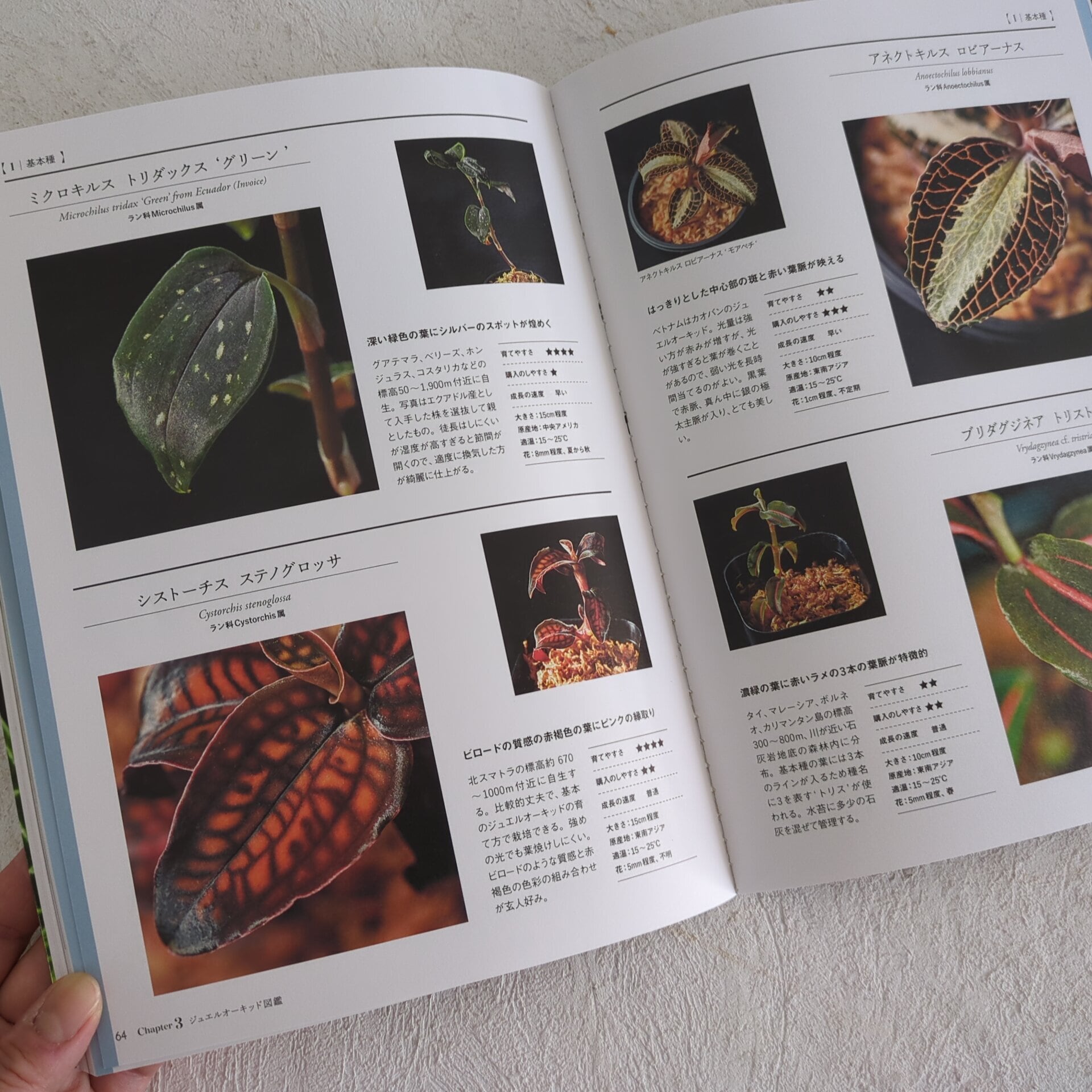 書籍「ジュエルオーキッドー部屋で育てる森の宝石」◇ジュエル