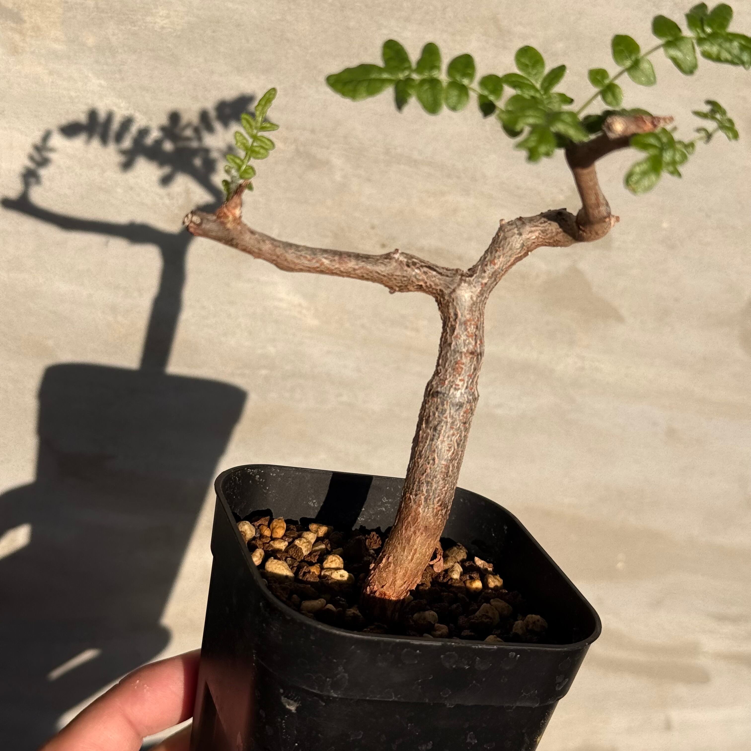 植物】コミフォラ モンストローサ 実生株<2> | A-PLANTS