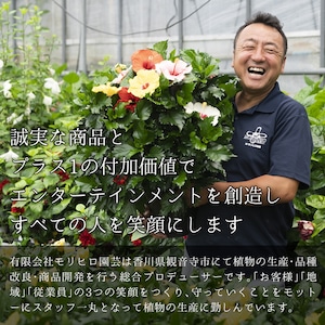 ロングライフハイビスカス 5号 2色MIXかご入り【屋内向け】