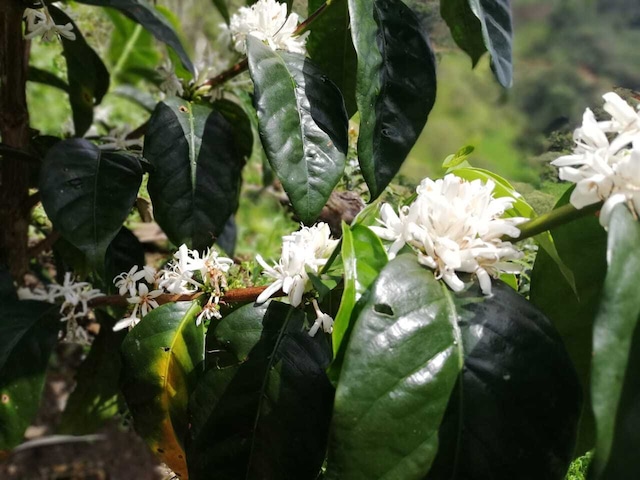 グァテマラ 　エルインヘルト農園・パカマラW（100g）