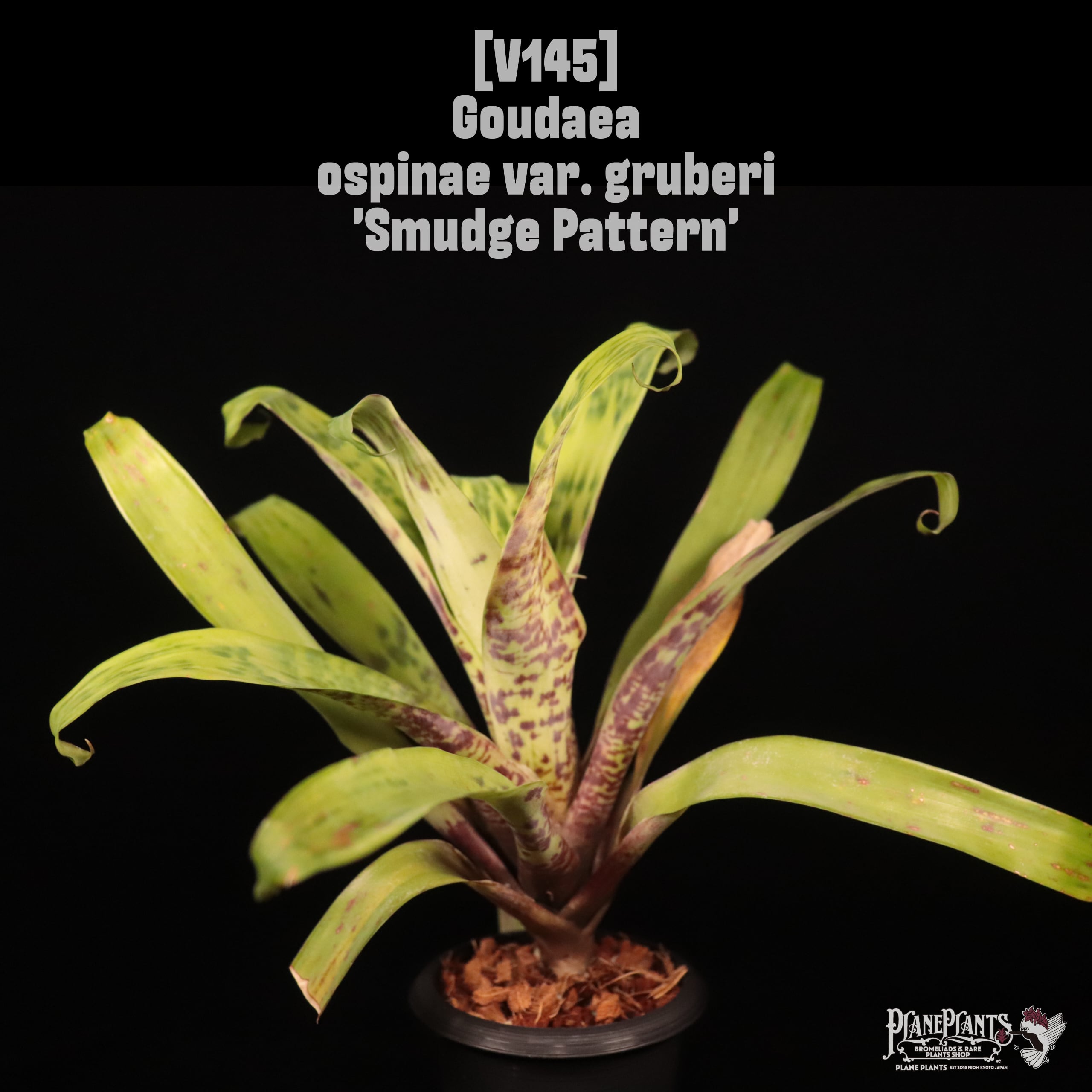 Goudaea ospinae var. gruberi 'Smudge Pattern'〔ゴウダエア〕V145
